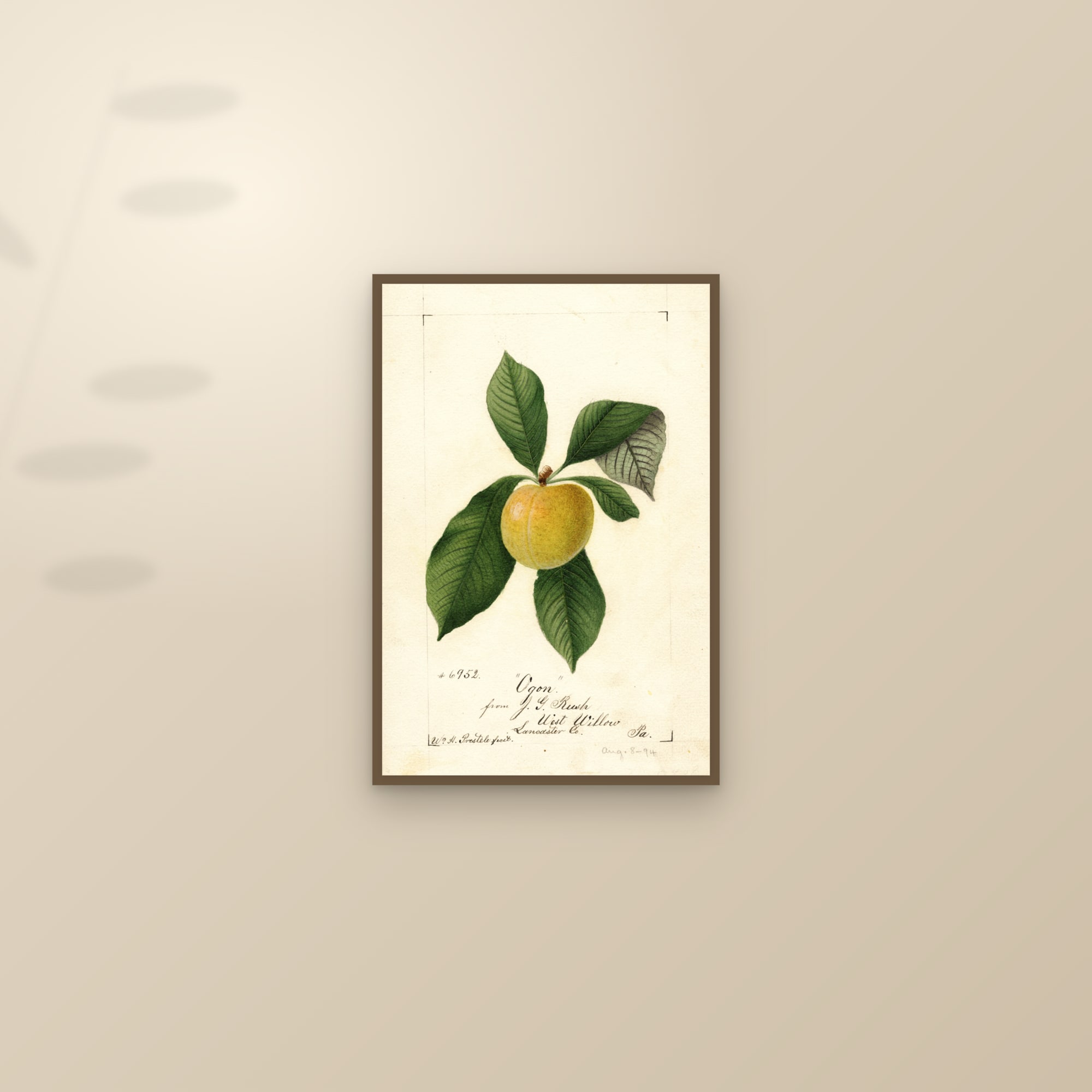 Ogon Plum — framed and styled on a sunlit wall