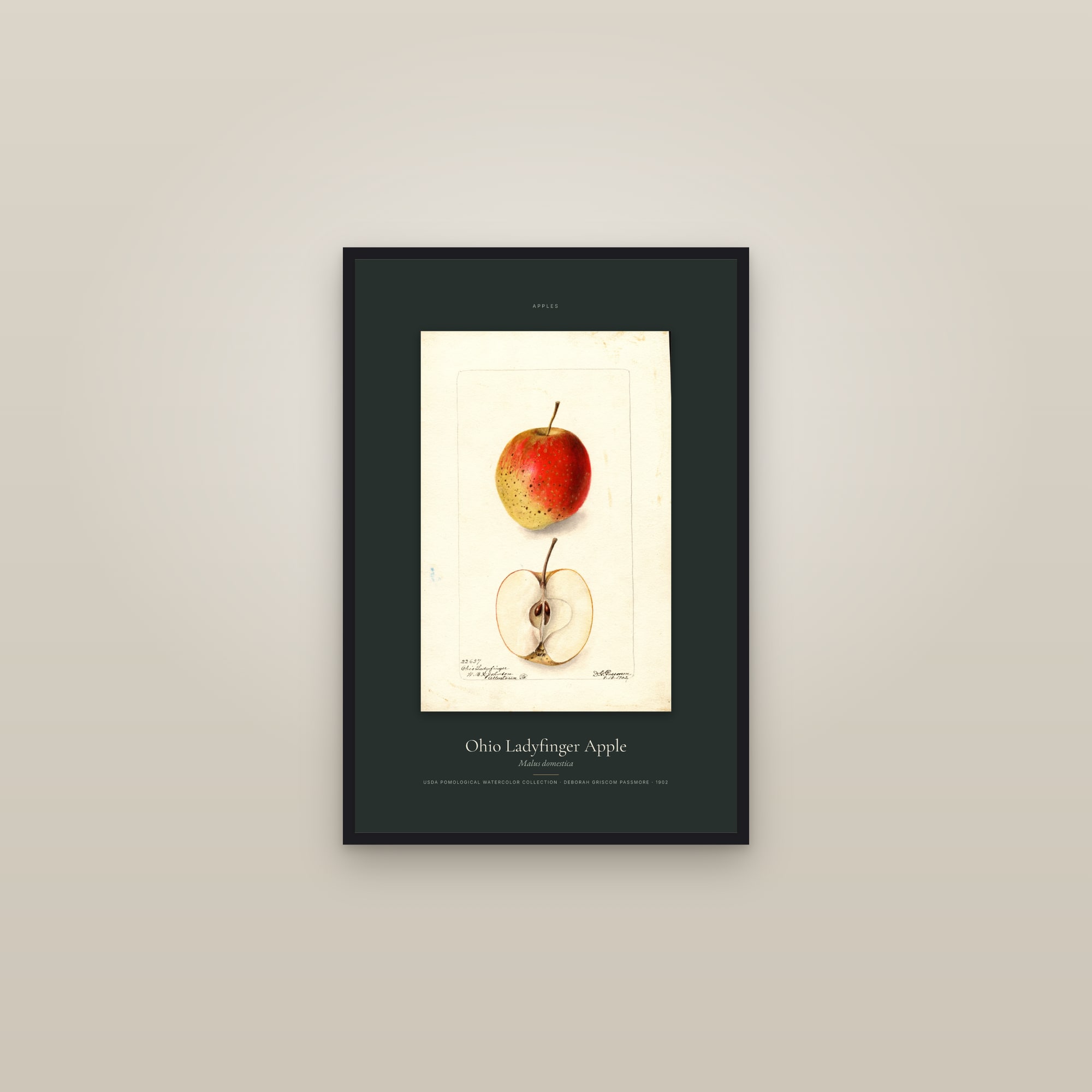 Ohio Ladyfinger Apple — Specimen — framed in a gallery setting