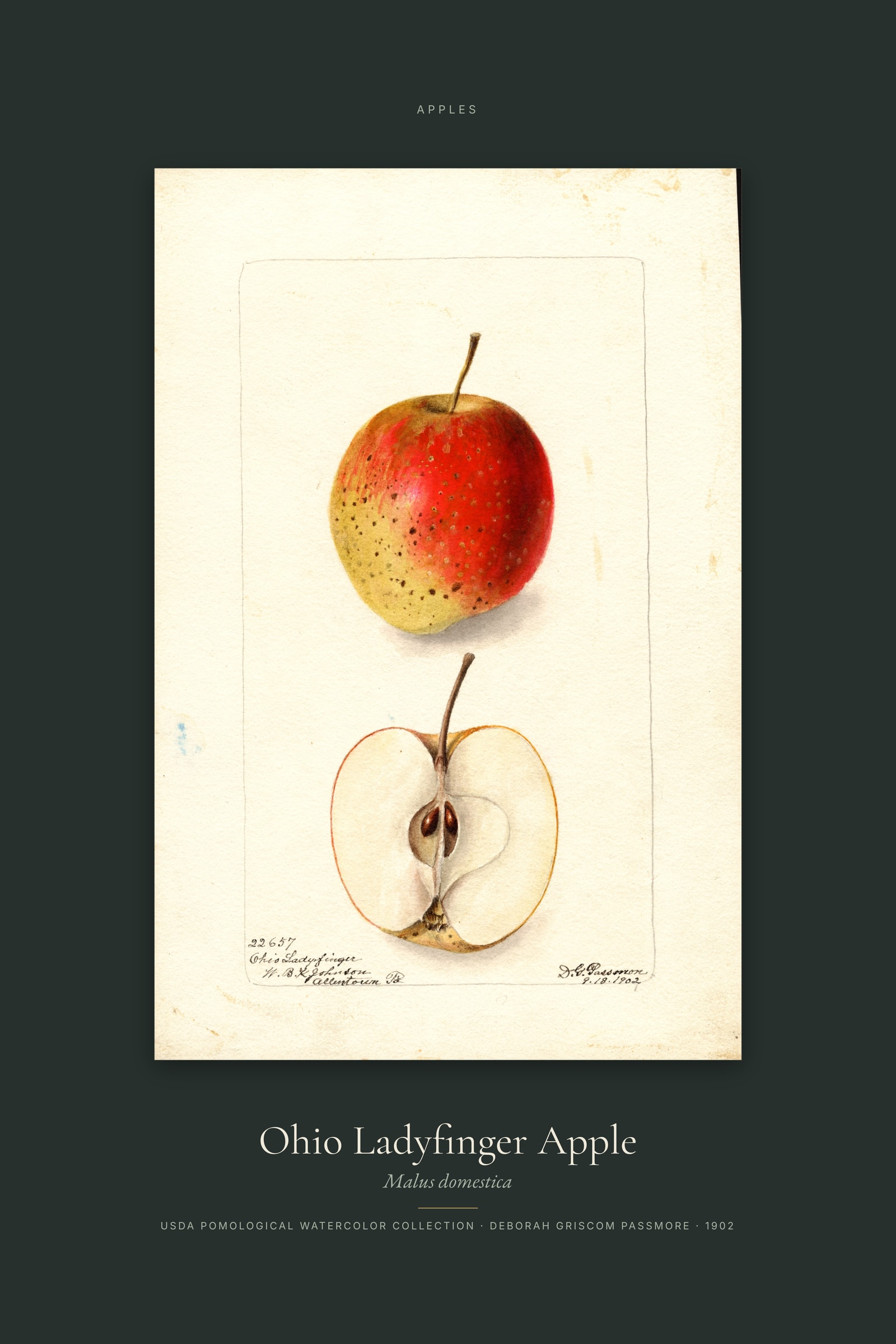 Ohio Ladyfinger Apple — Specimen