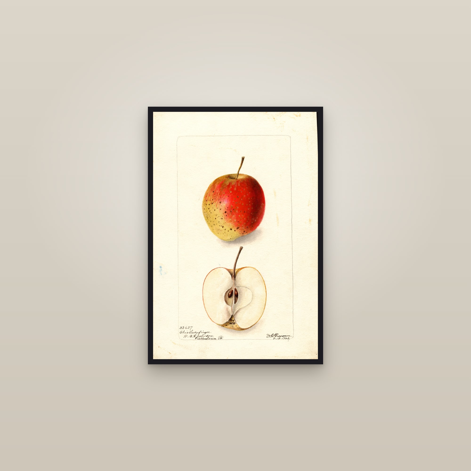 Ohio Ladyfinger Apple — framed in a gallery setting