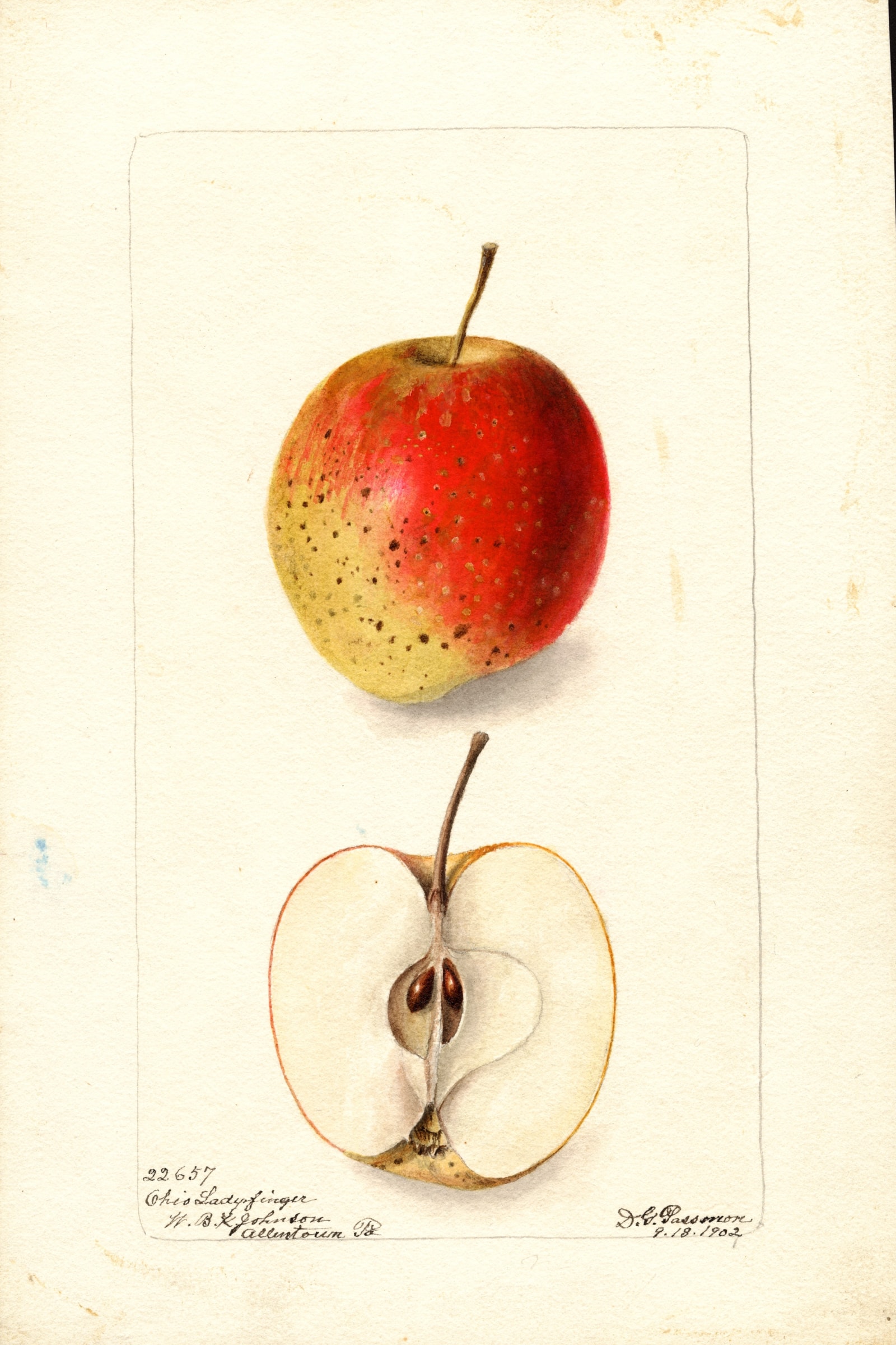 Ohio Ladyfinger Apple