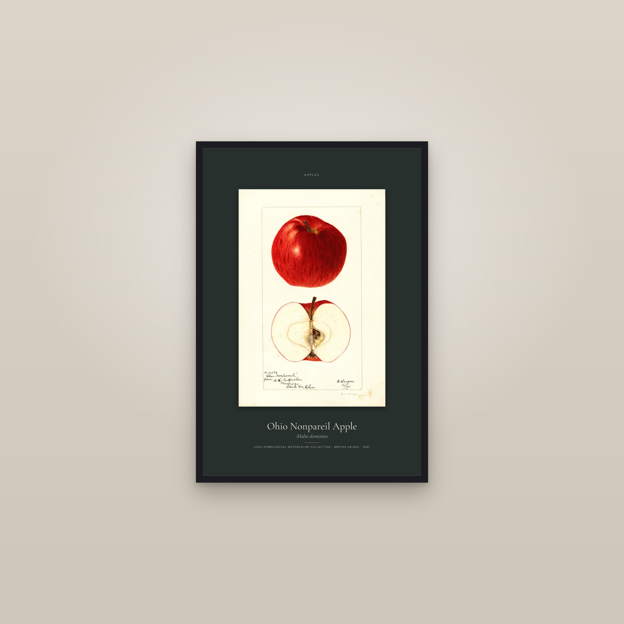 Ohio Nonpareil Apple — Specimen — framed in a gallery setting