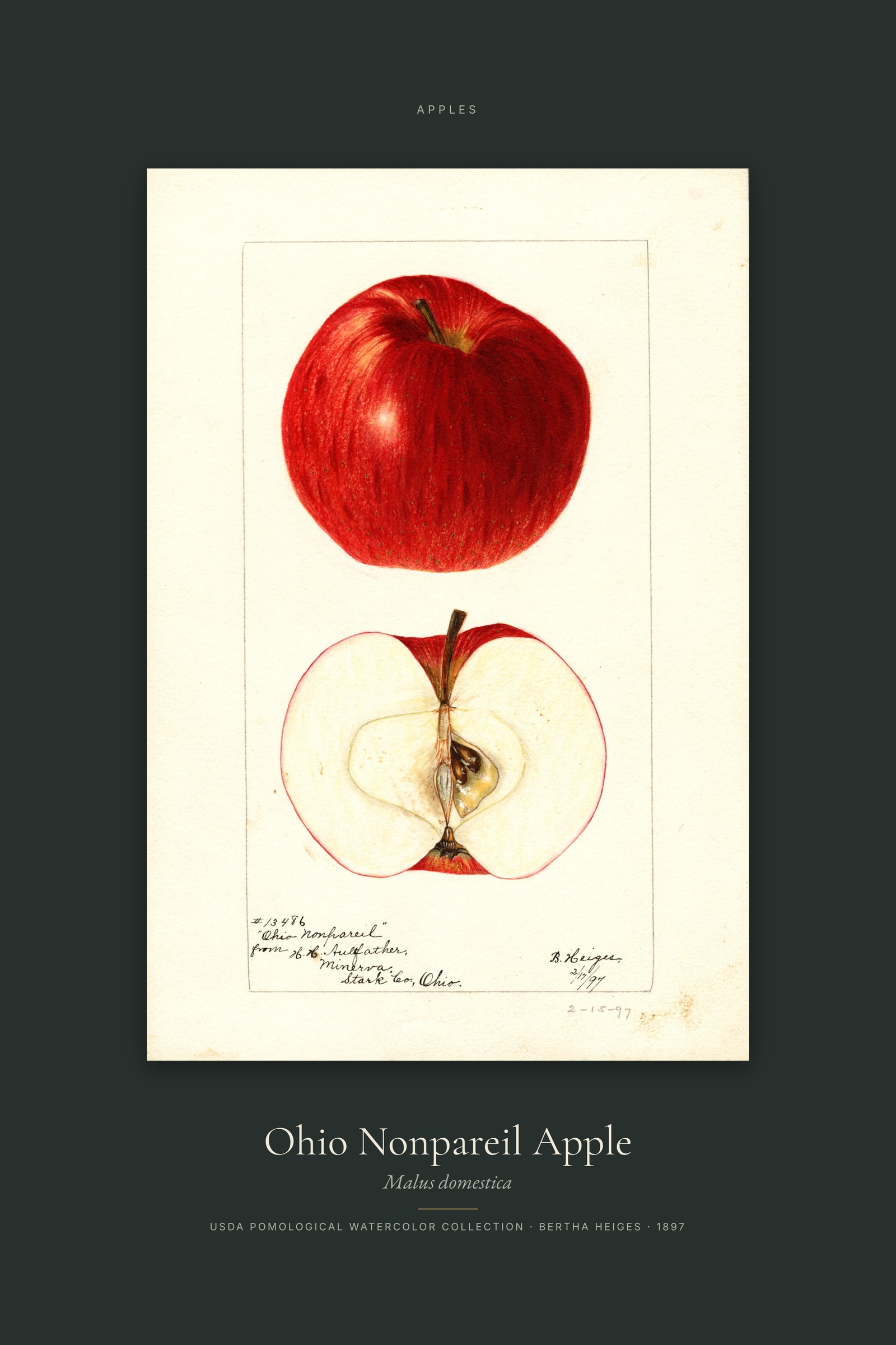 Ohio Nonpareil Apple — Specimen