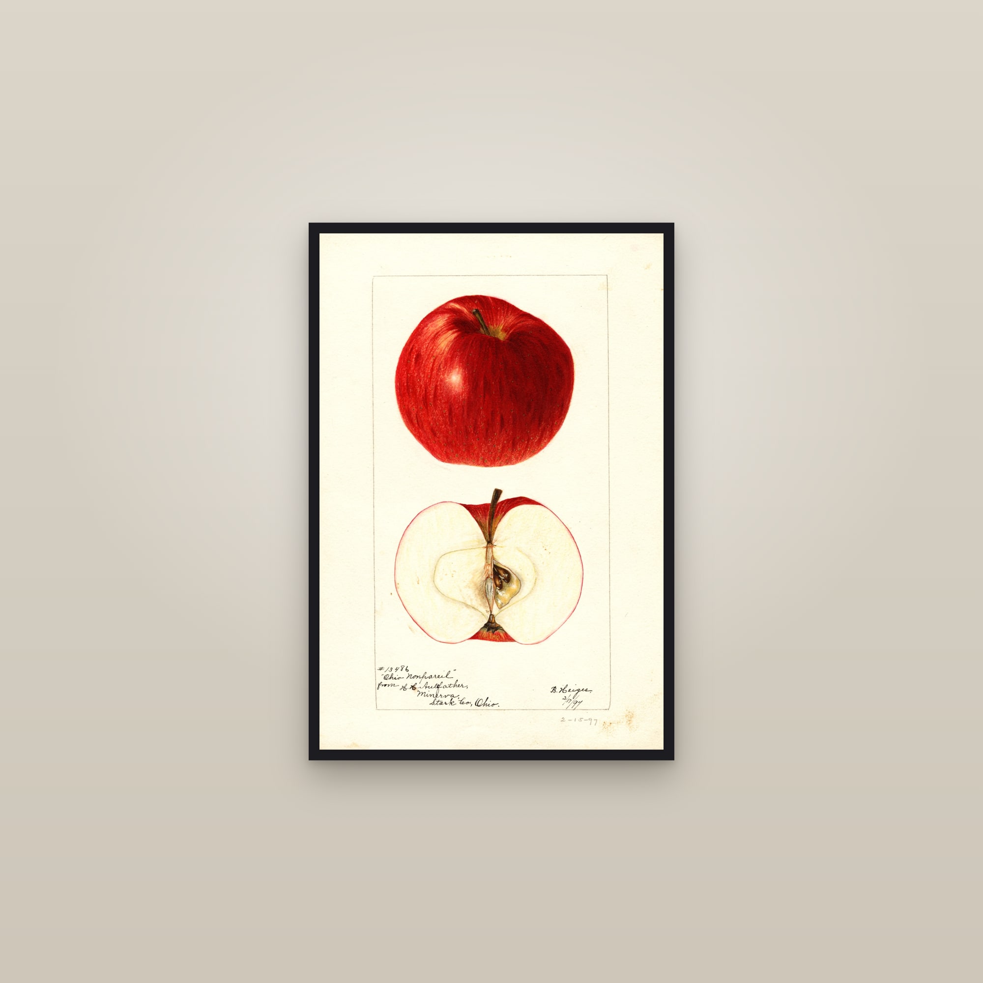 Ohio Nonpareil Apple — framed in a gallery setting