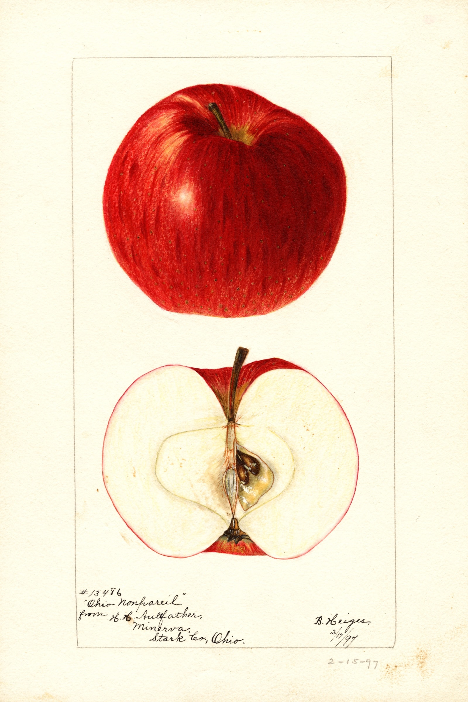Ohio Nonpareil Apple