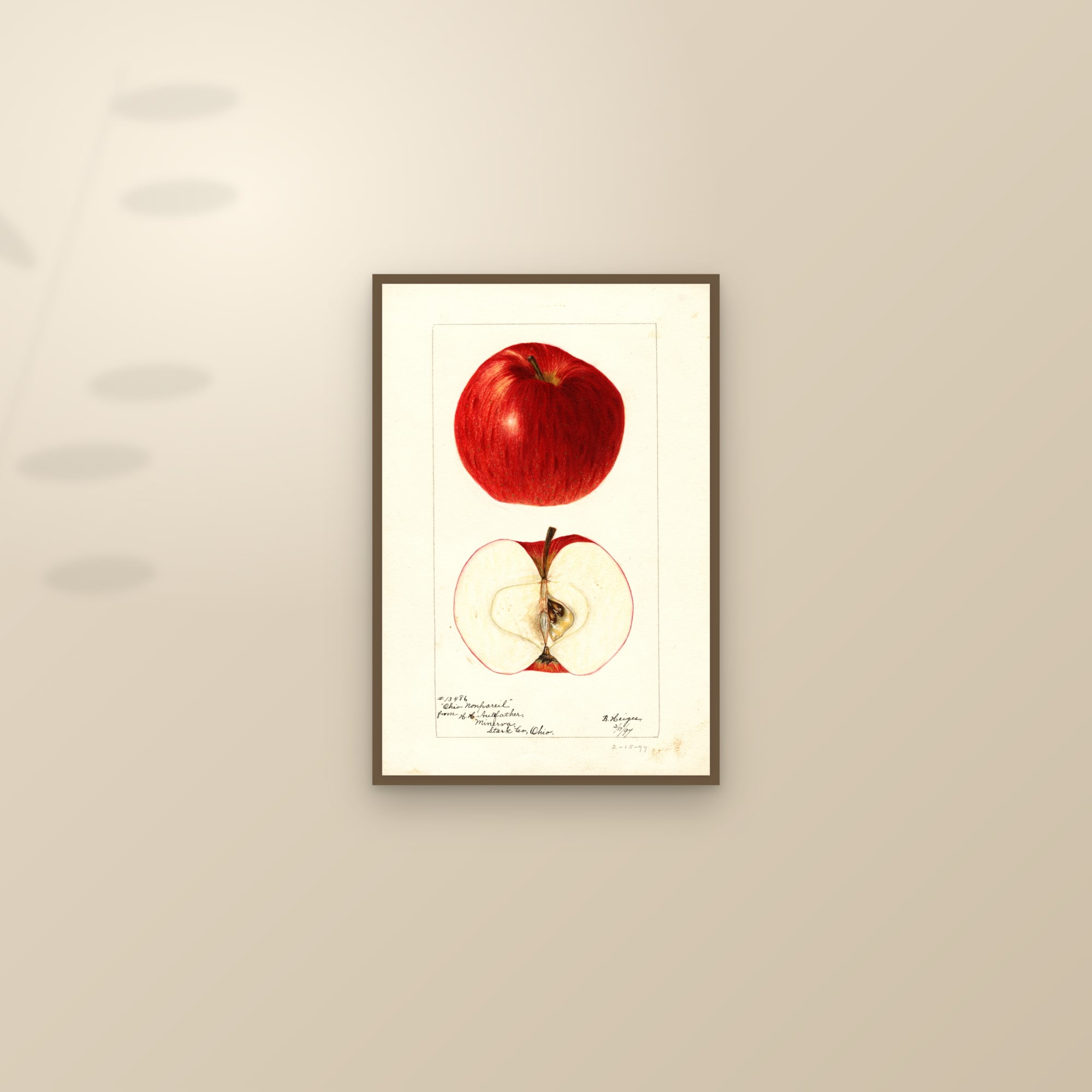 Ohio Nonpareil Apple — framed and styled on a sunlit wall