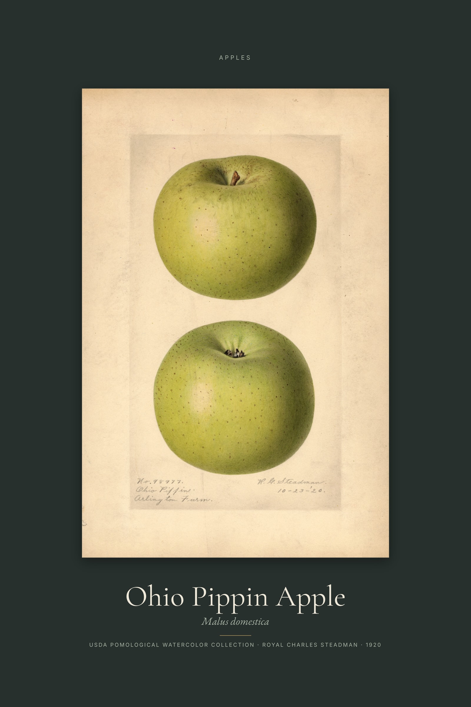 Ohio Pippin Apple — Specimen