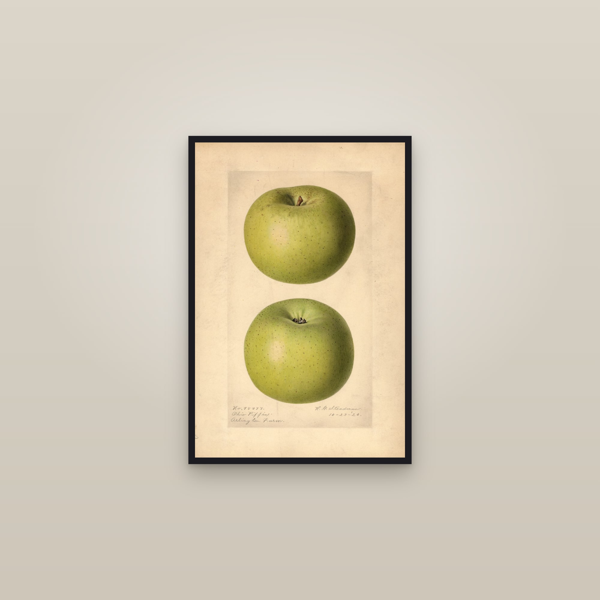 Ohio Pippin Apple — framed in a gallery setting