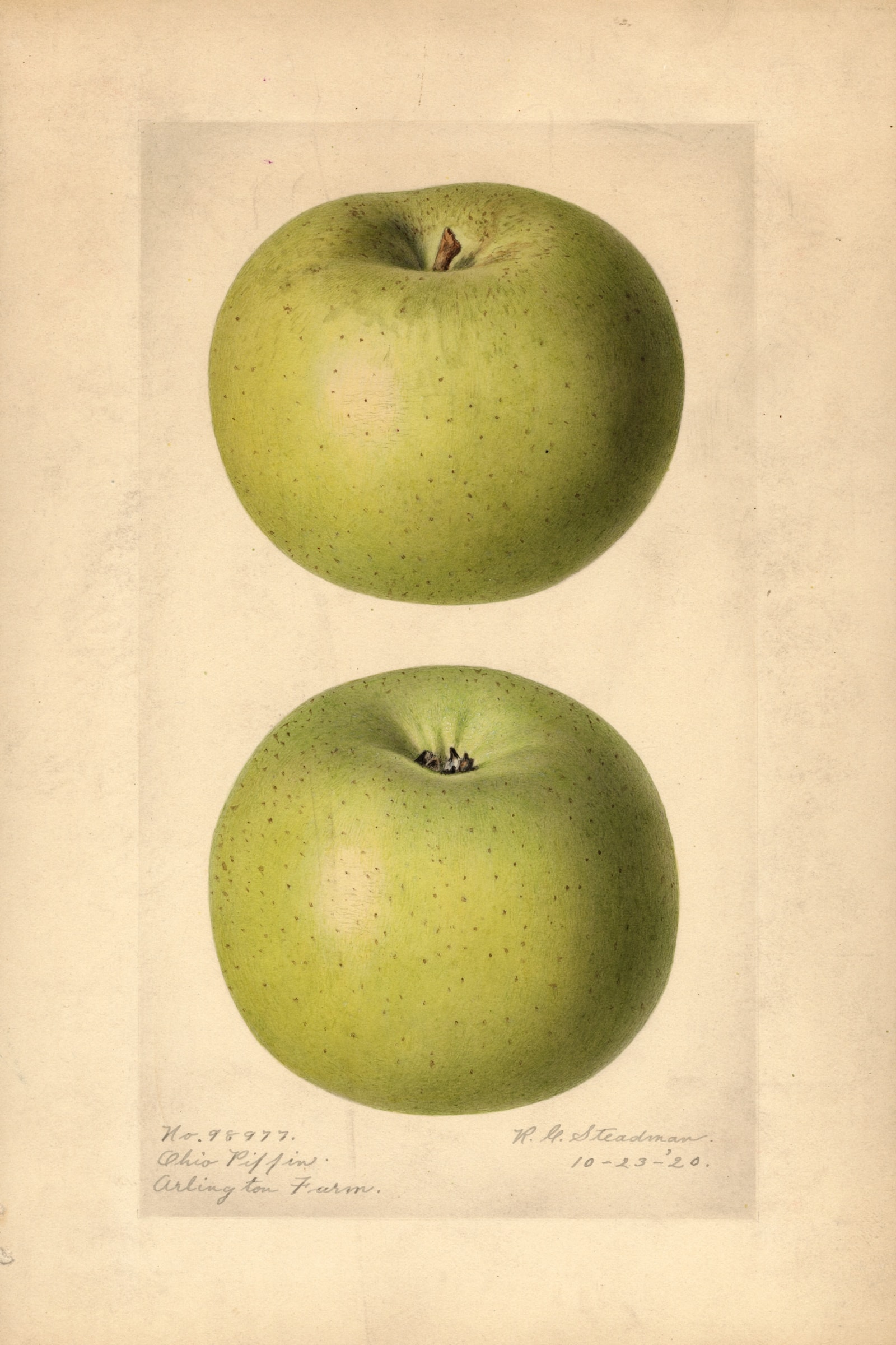 Ohio Pippin Apple