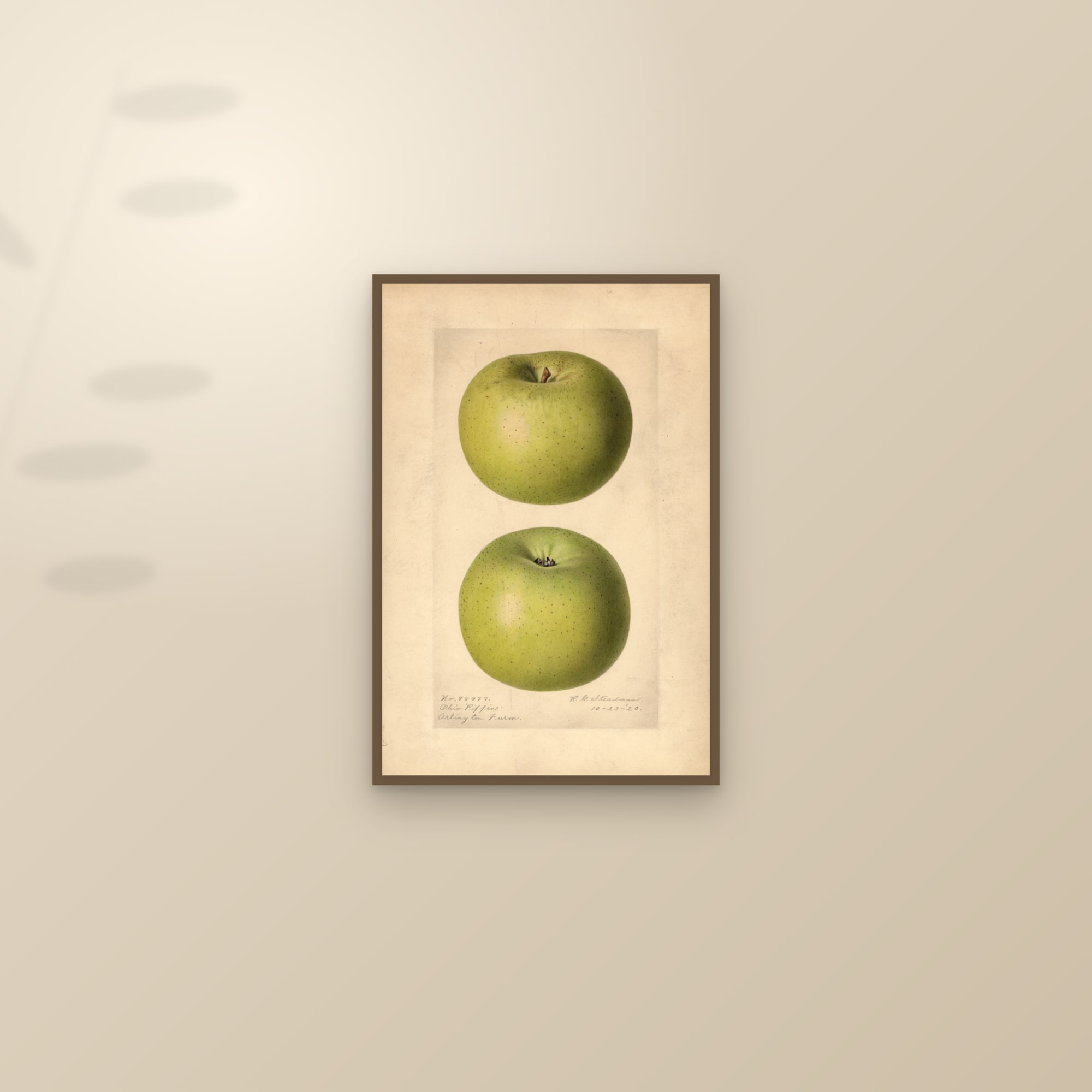 Ohio Pippin Apple — framed and styled on a sunlit wall