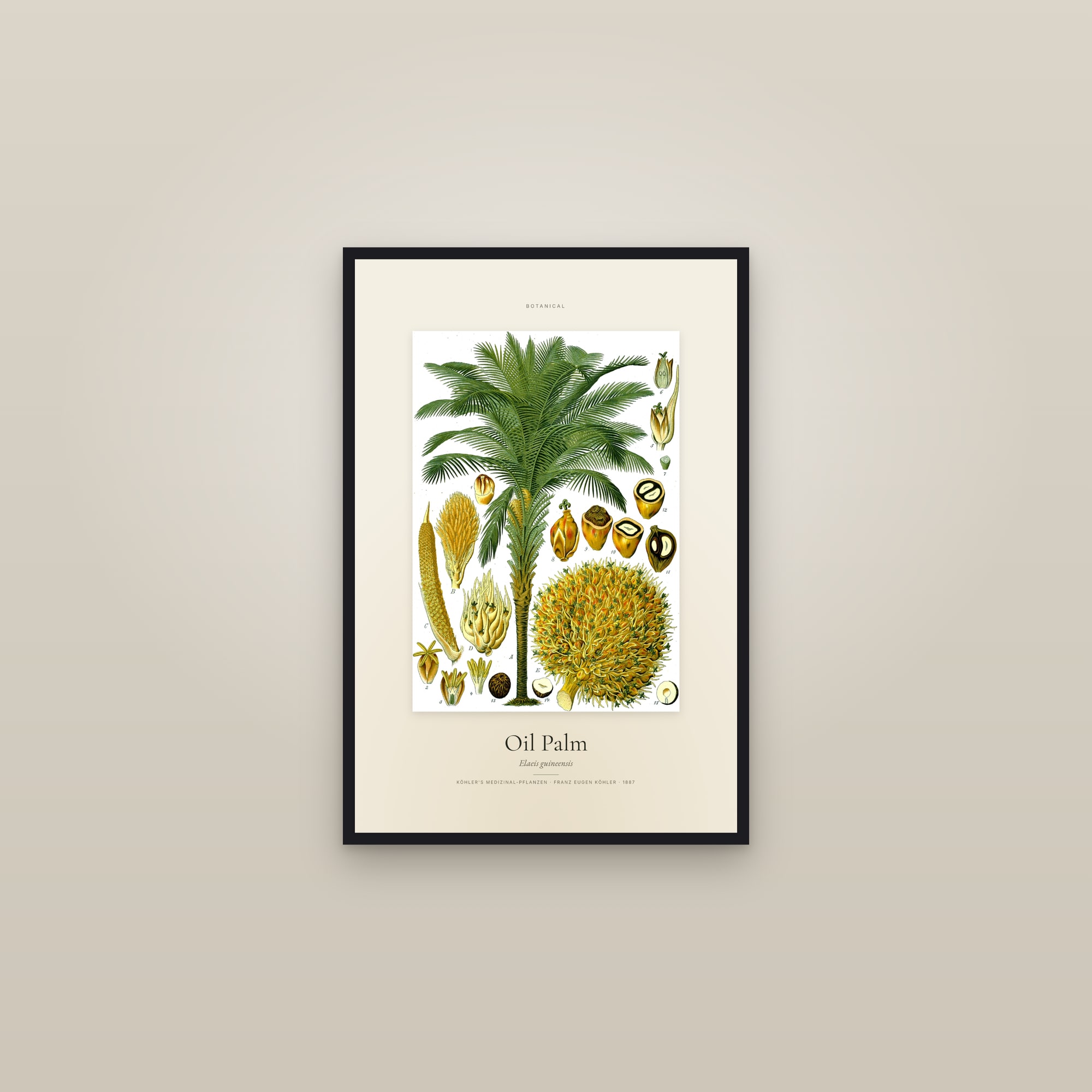 Oil Palm — Specimen — framed in a gallery setting