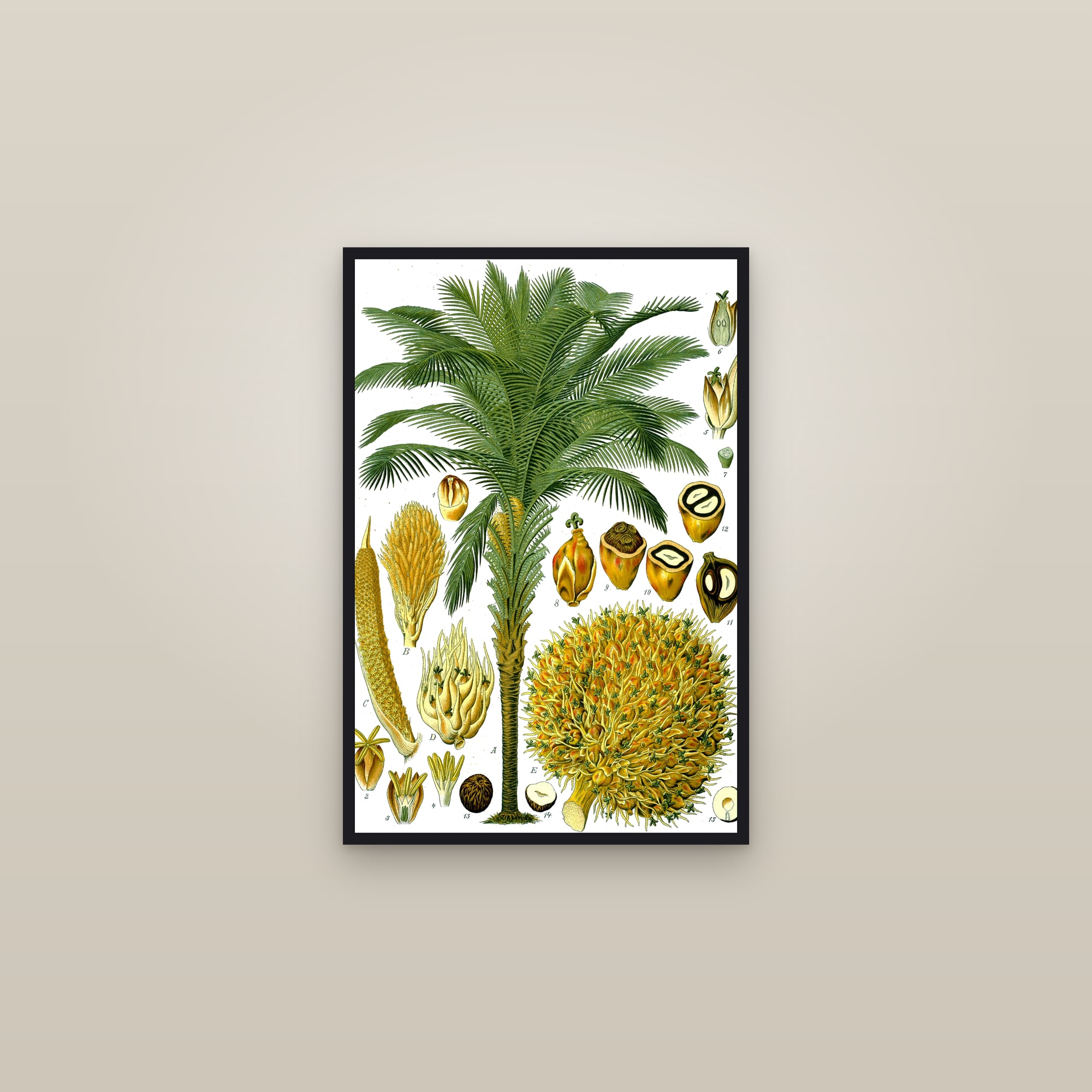Oil Palm — framed in a gallery setting