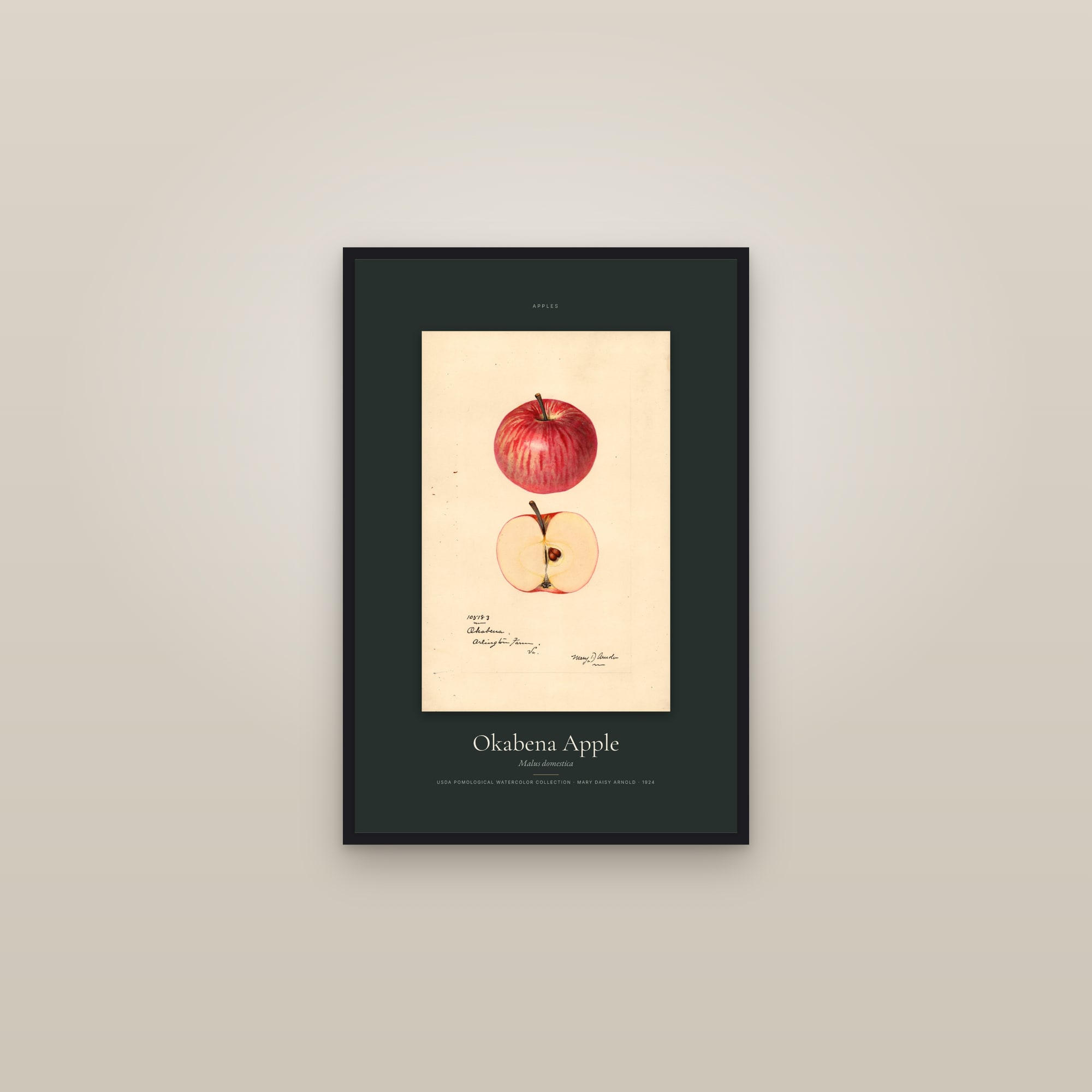 Okabena Apple — Specimen — framed in a gallery setting