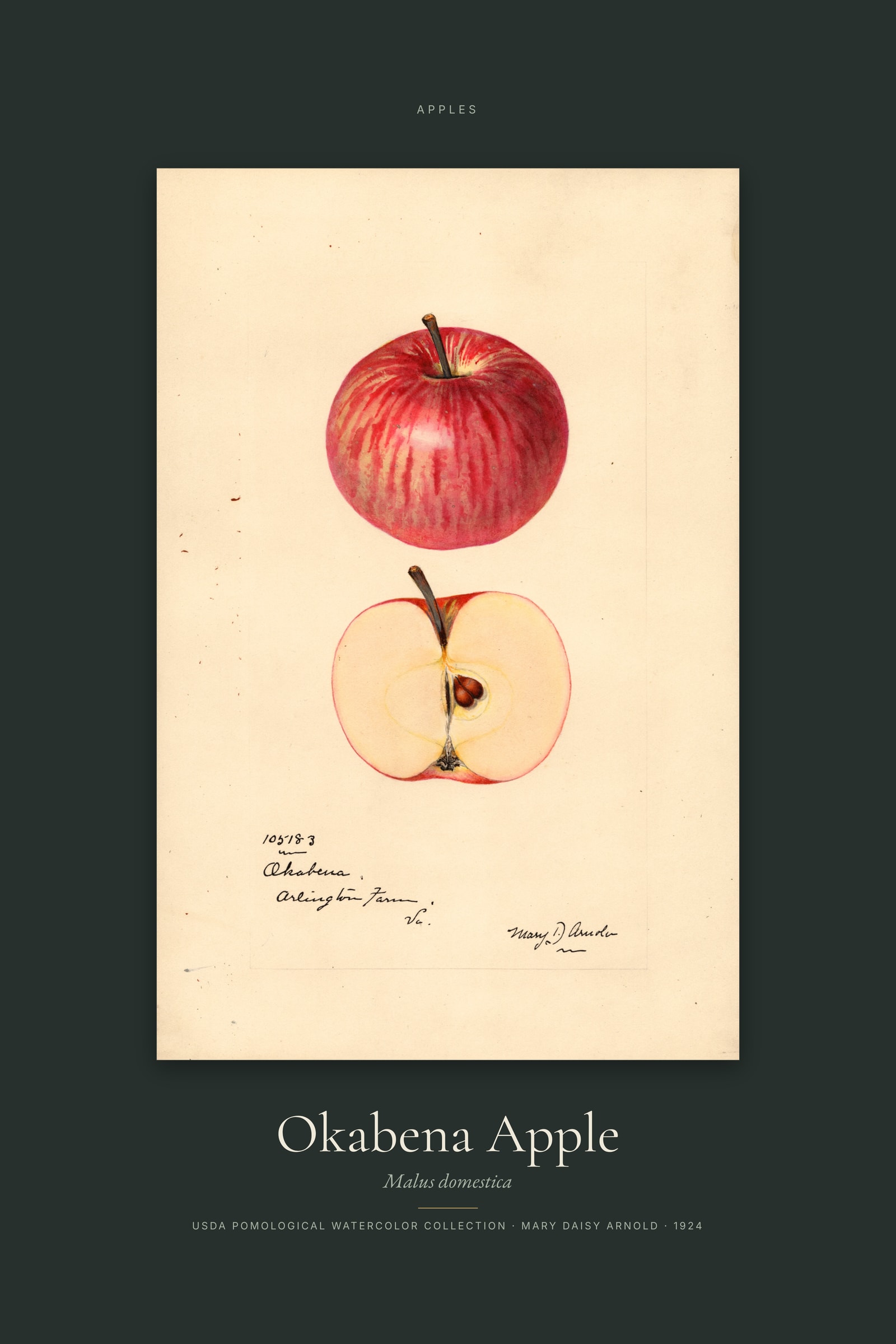Okabena Apple — Specimen