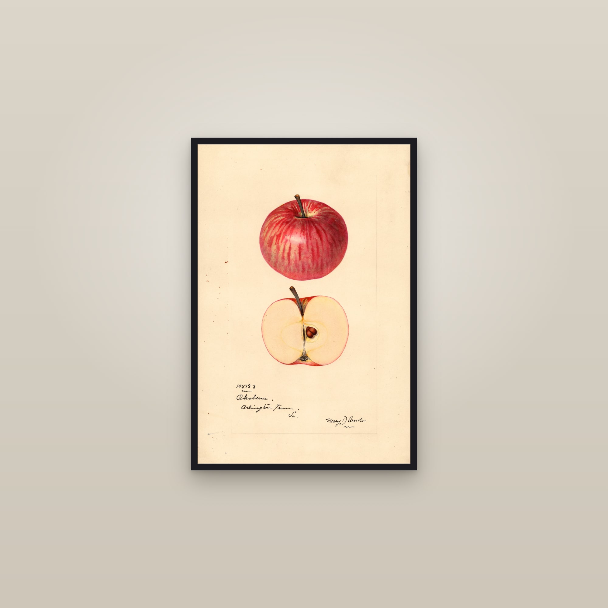 Okabena Apple — framed in a gallery setting