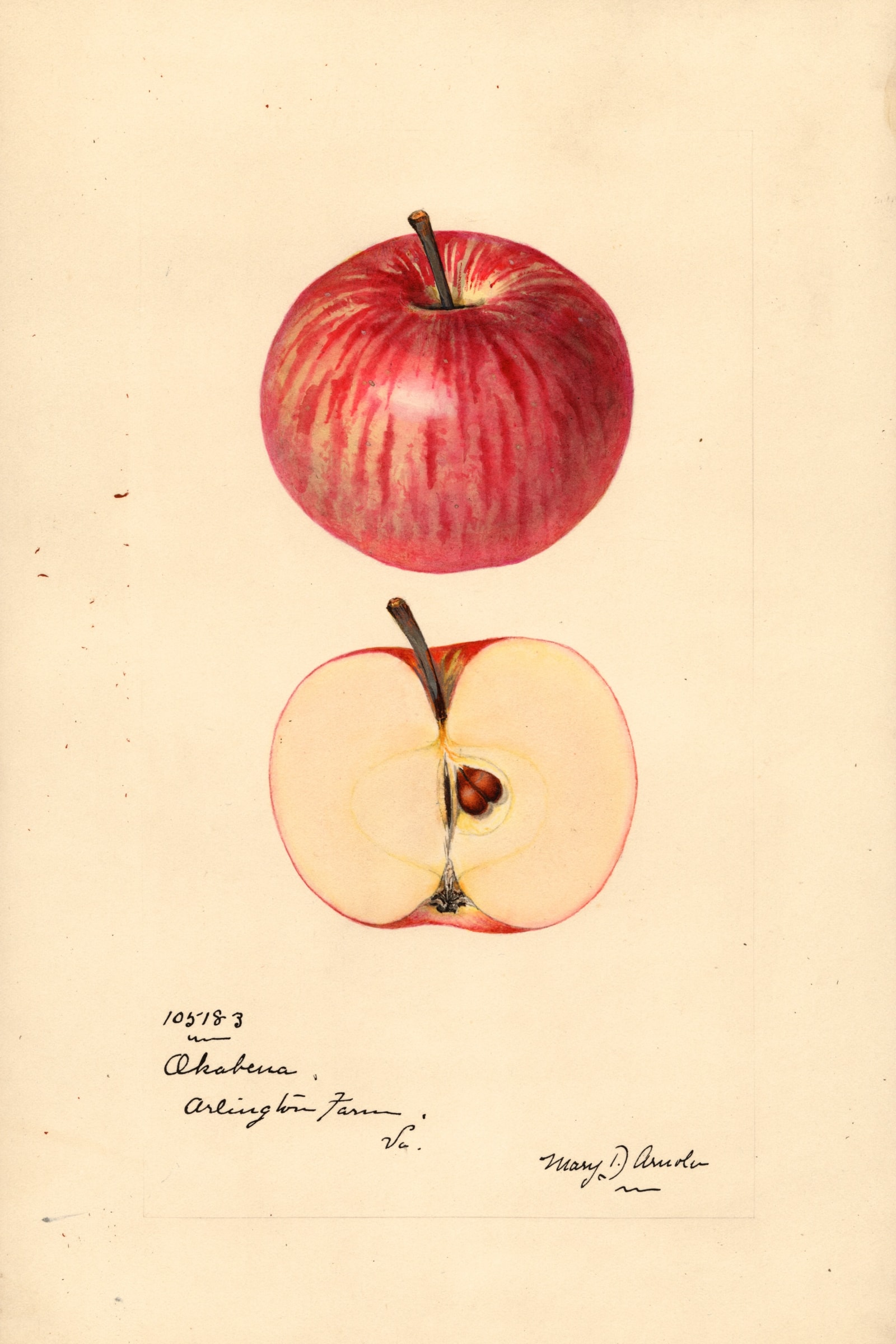 Okabena Apple