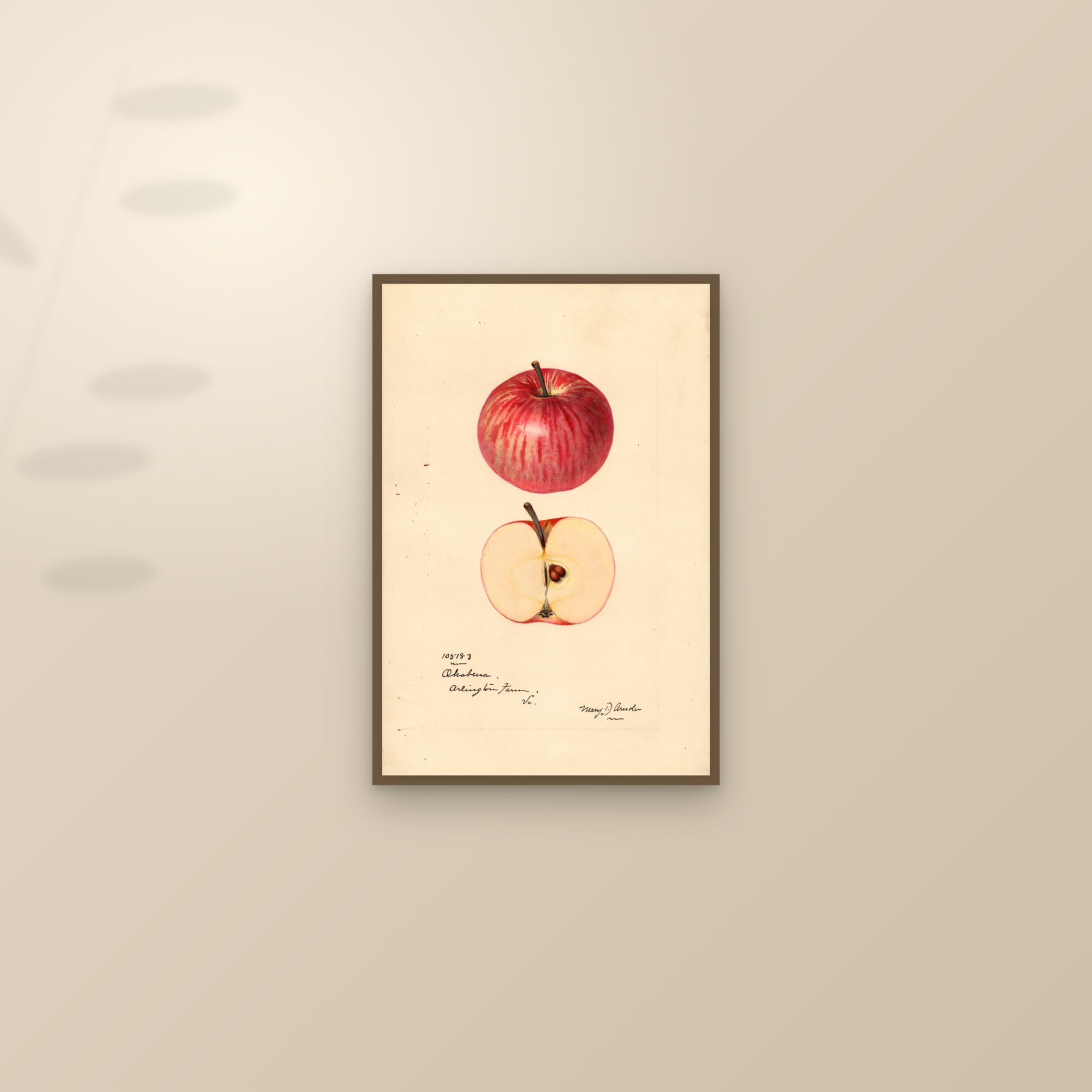 Okabena Apple — framed and styled on a sunlit wall