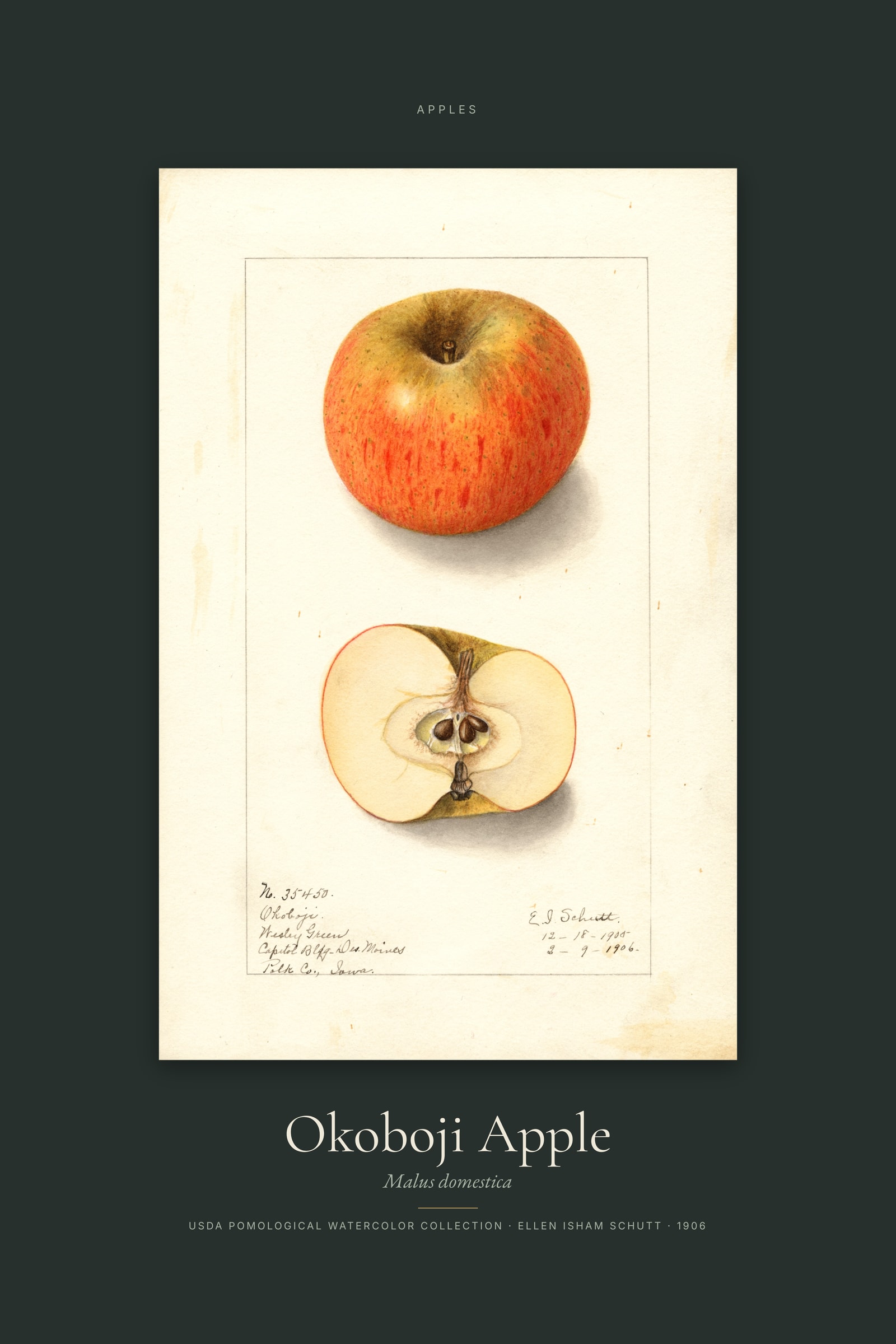Okoboji Apple — Specimen