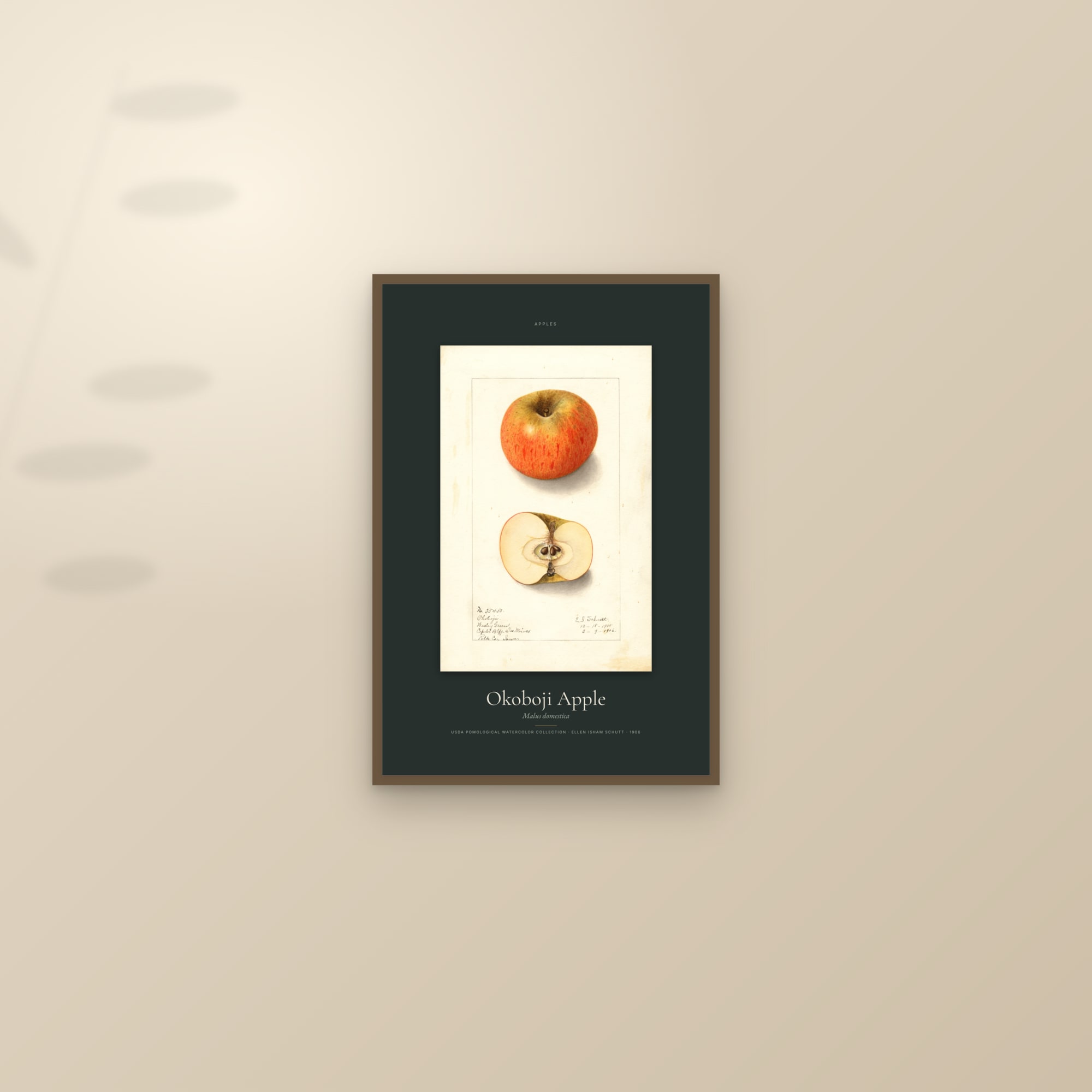 Okoboji Apple — Specimen — framed and styled on a sunlit wall