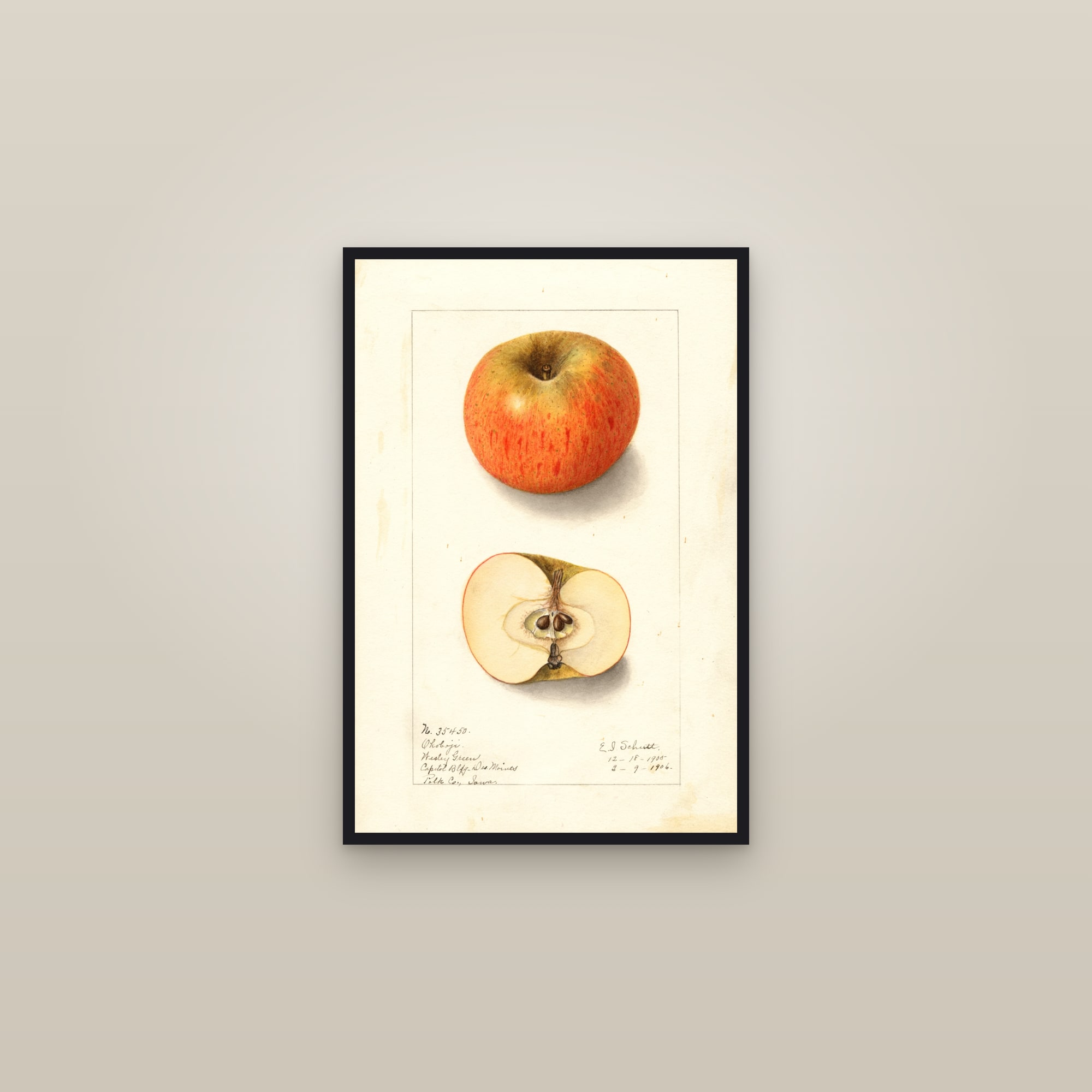 Okoboji Apple — framed in a gallery setting