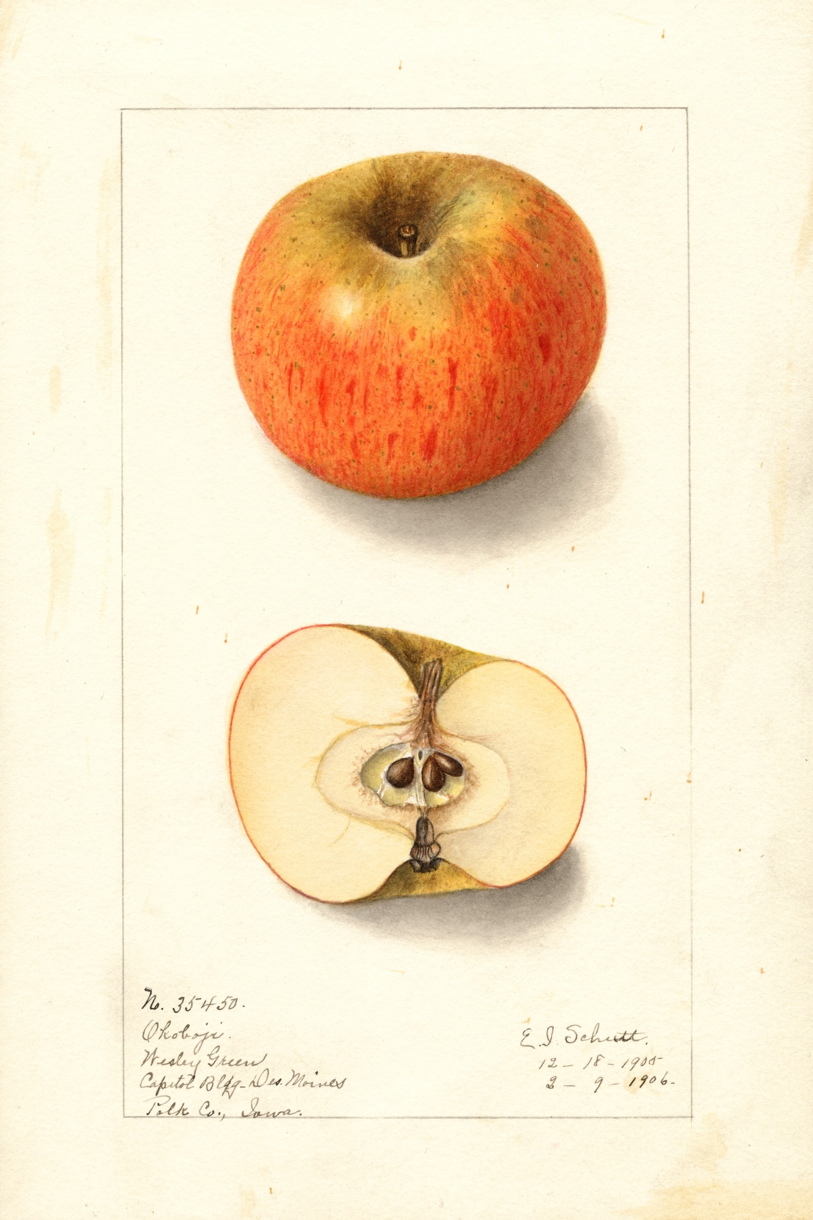 Okoboji Apple
