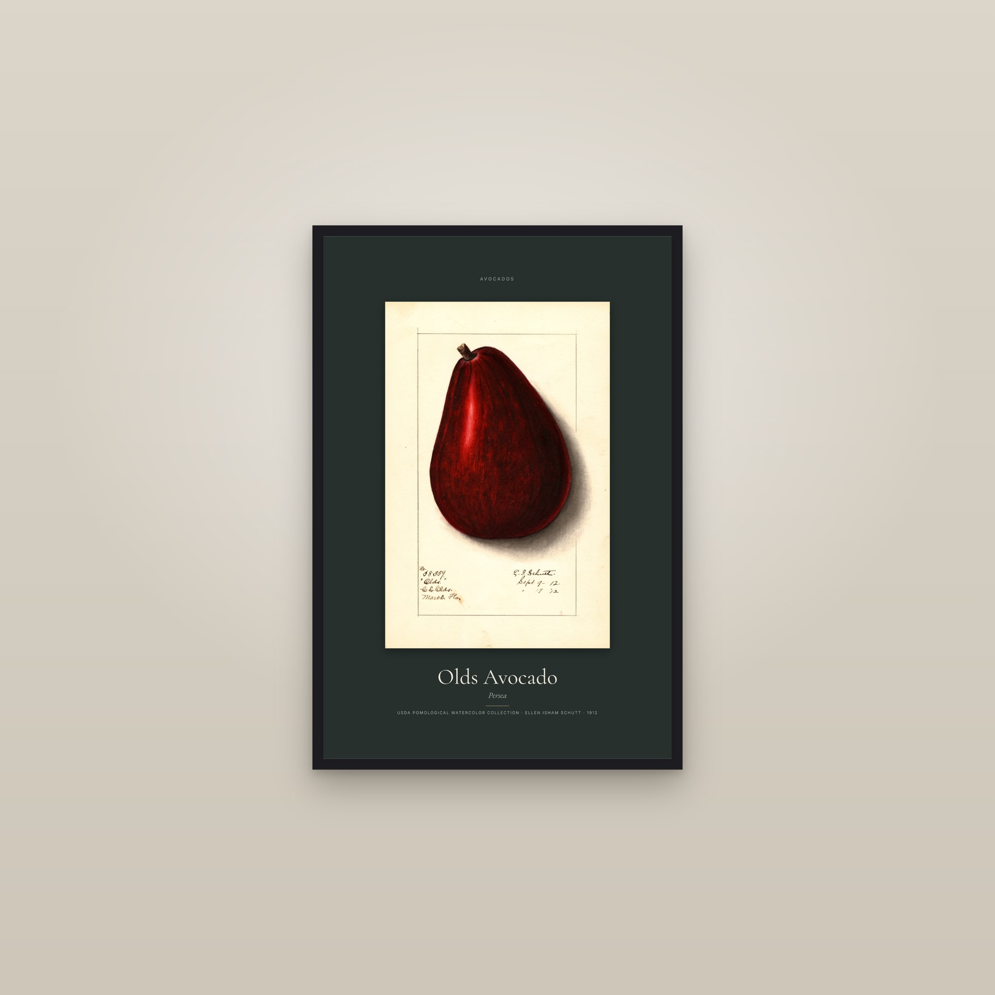 Olds Avocado — Specimen — framed in a gallery setting