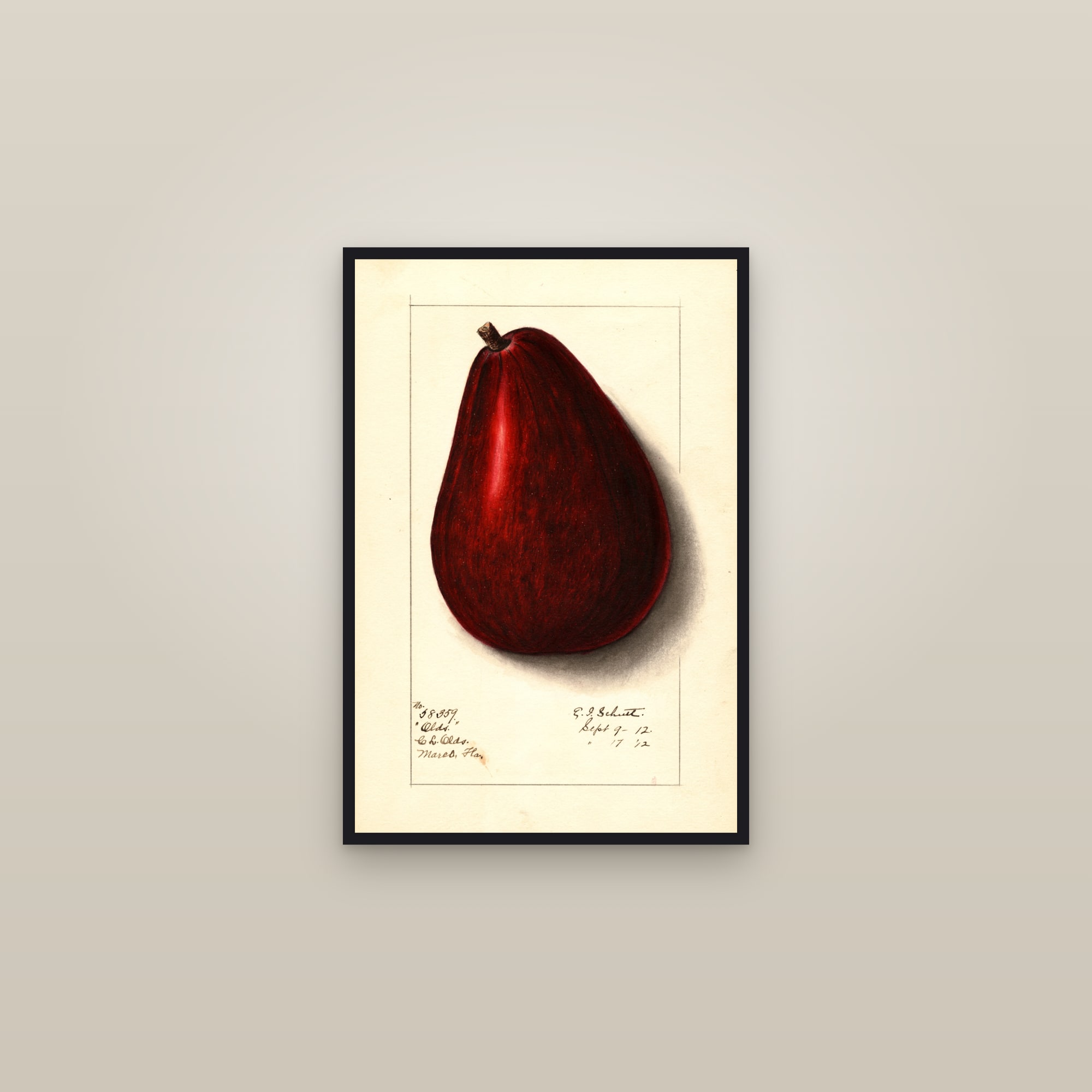 Olds Avocado — framed in a gallery setting