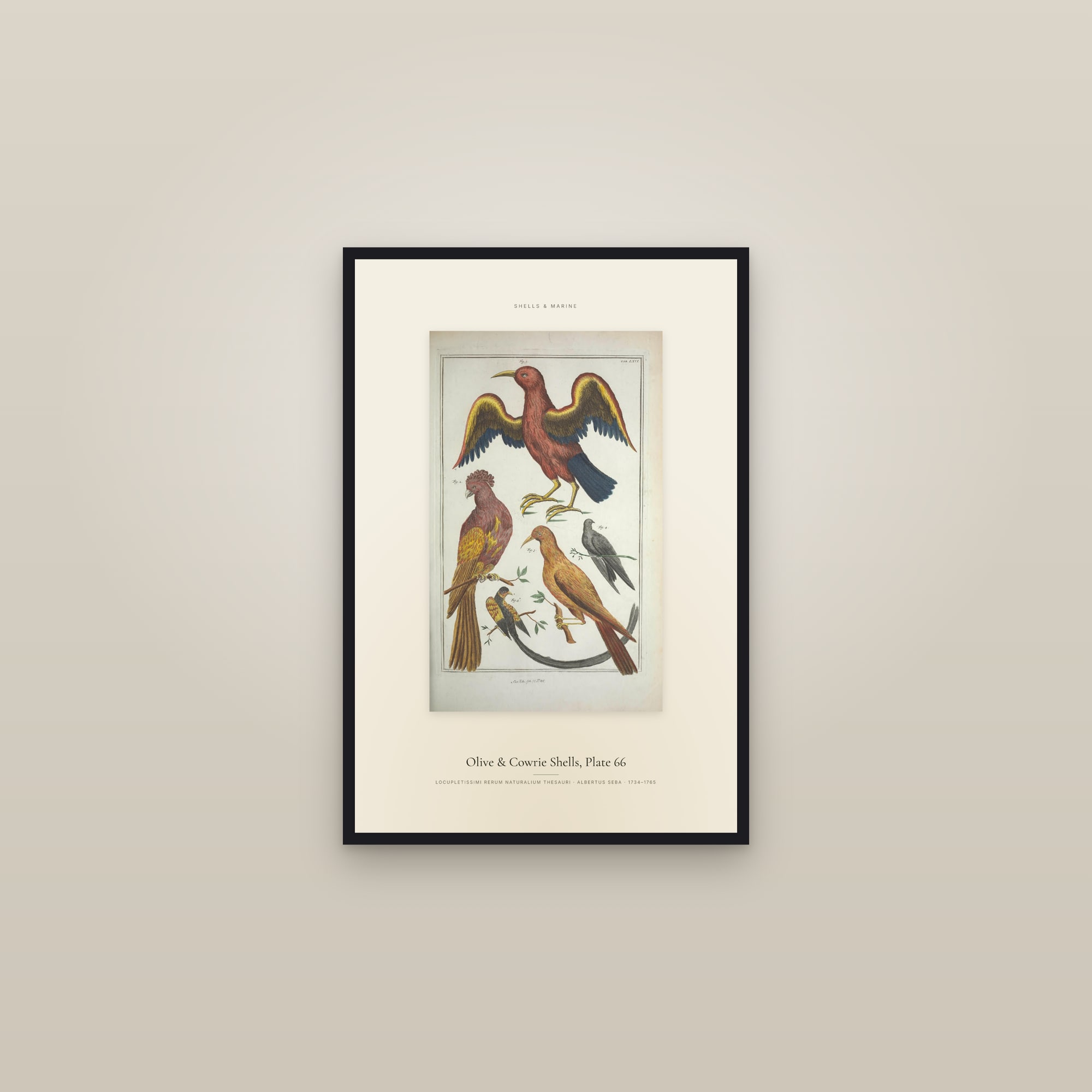 Olive & Cowrie Shells, Plate 66 — Specimen — framed in a gallery setting