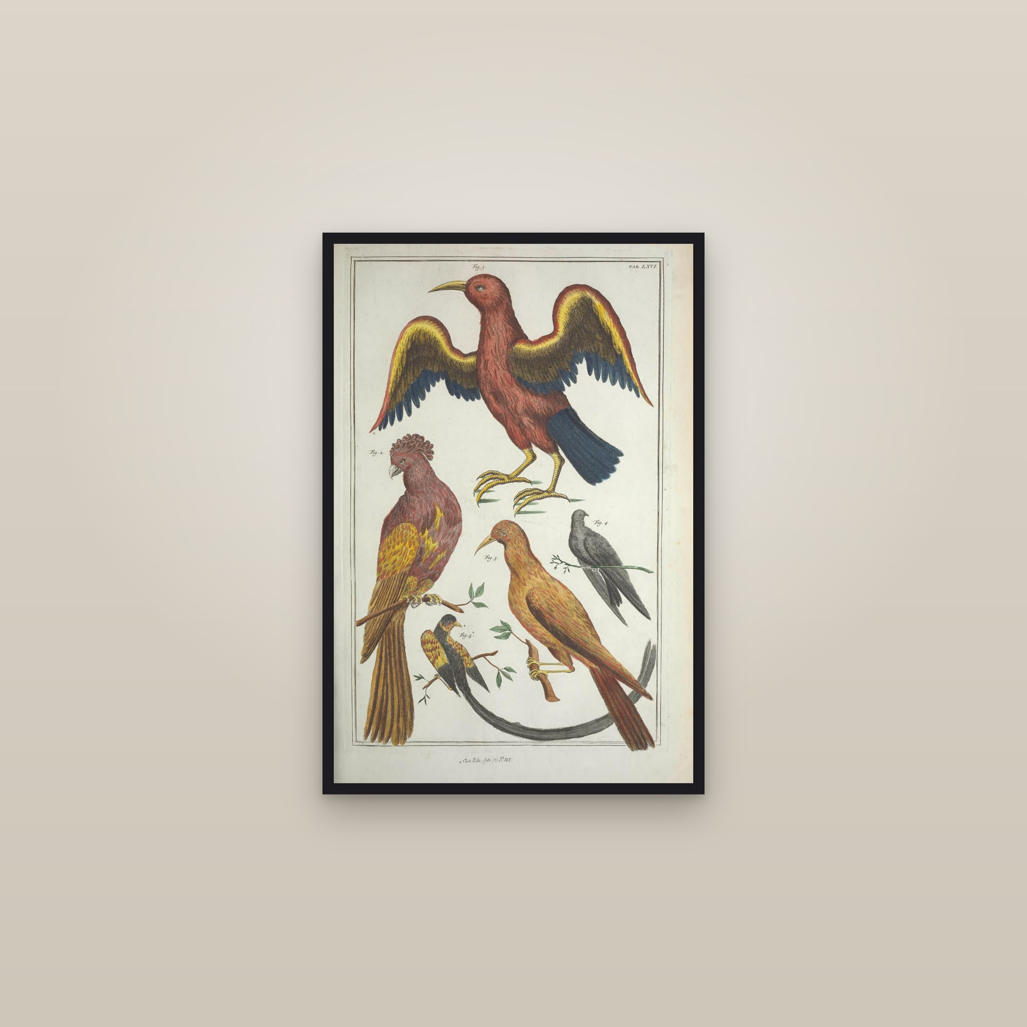 Olive & Cowrie Shells, Plate 66 — framed in a gallery setting