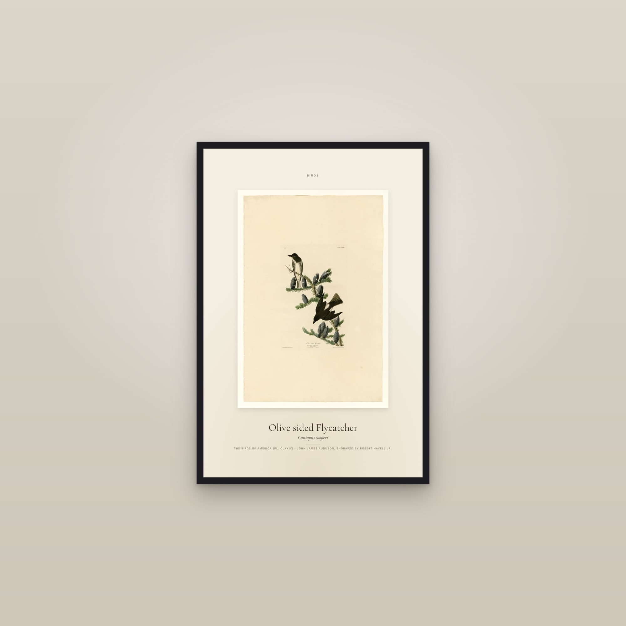 Olive sided Flycatcher — Specimen — framed in a gallery setting