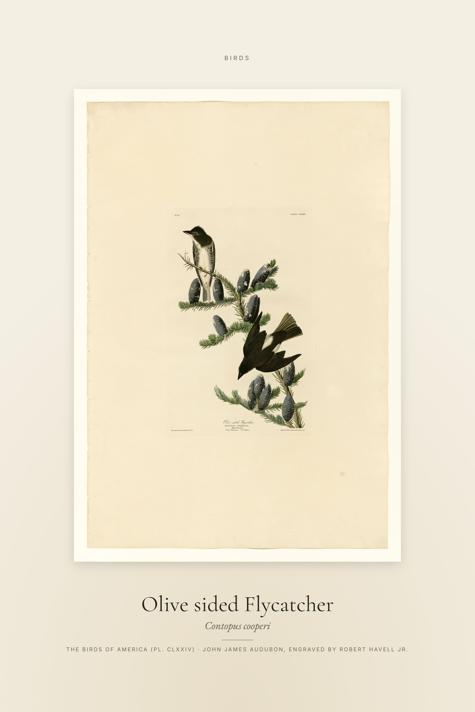 Olive sided Flycatcher — Specimen