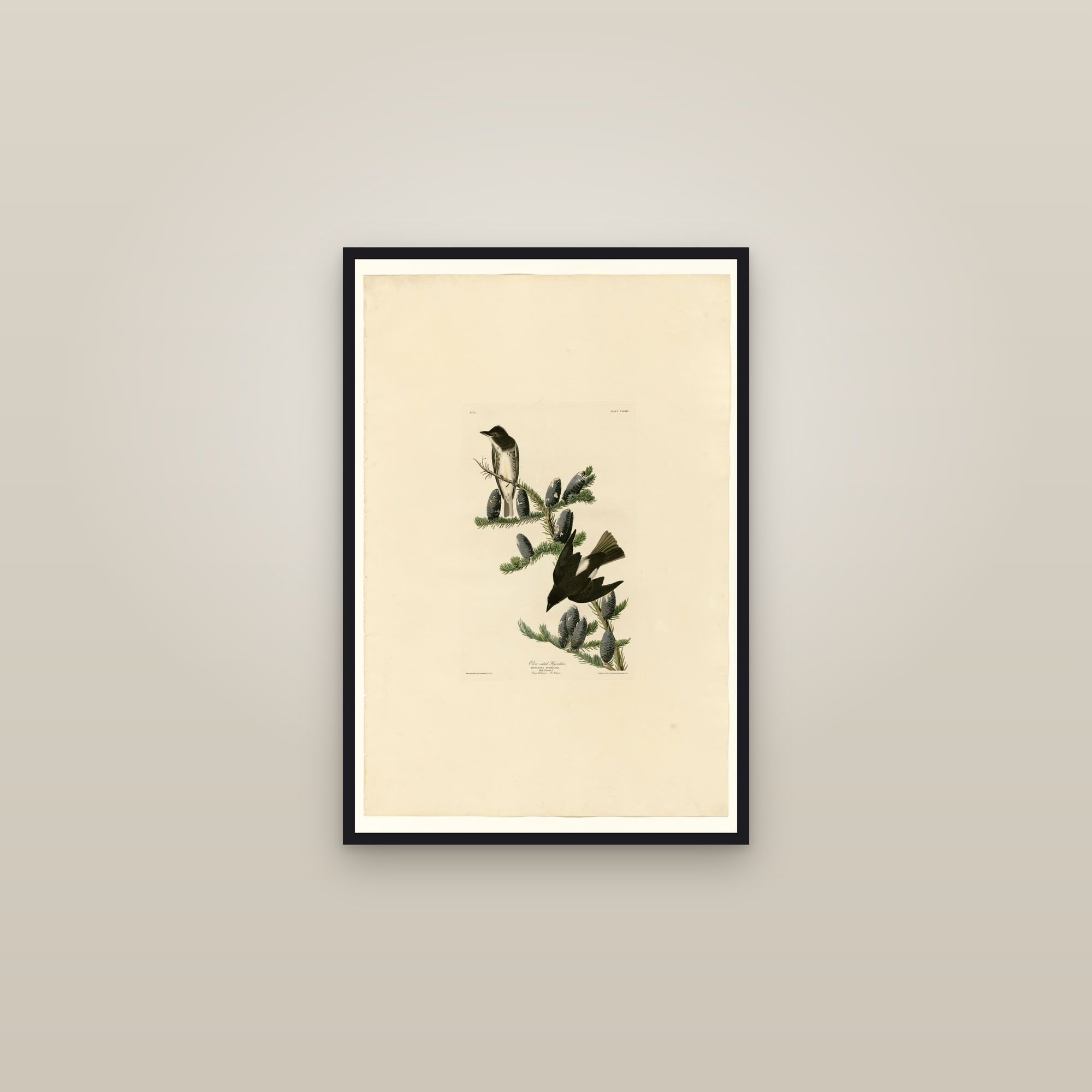 Olive sided Flycatcher — framed in a gallery setting