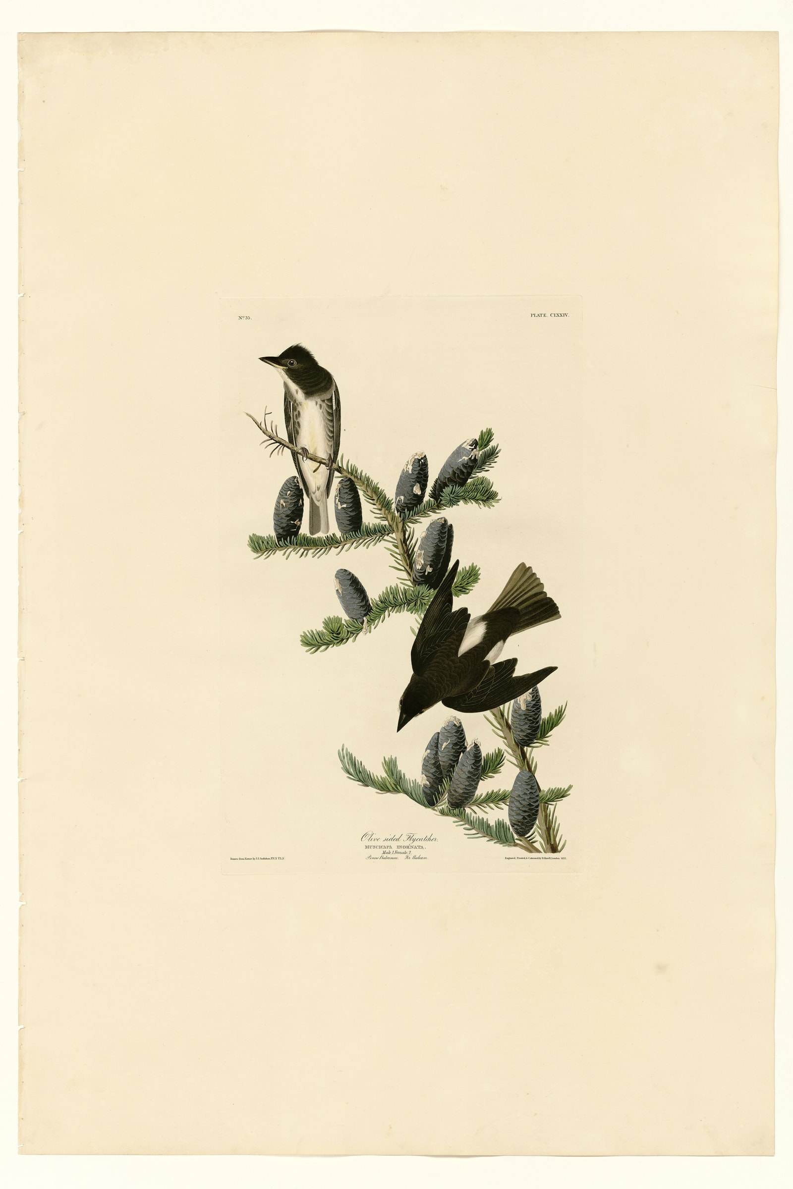 Olive sided Flycatcher