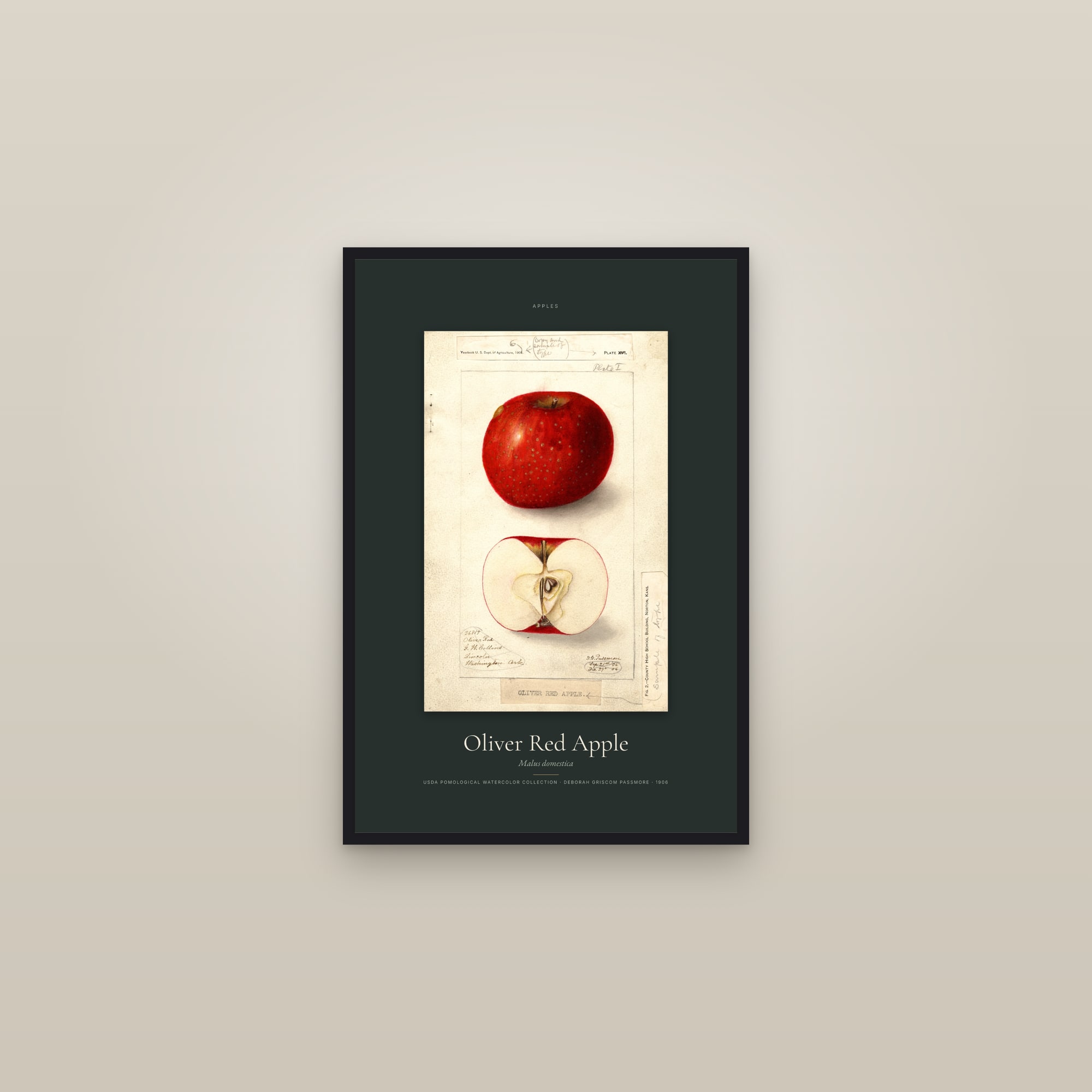 Oliver Red Apple — Specimen — framed in a gallery setting