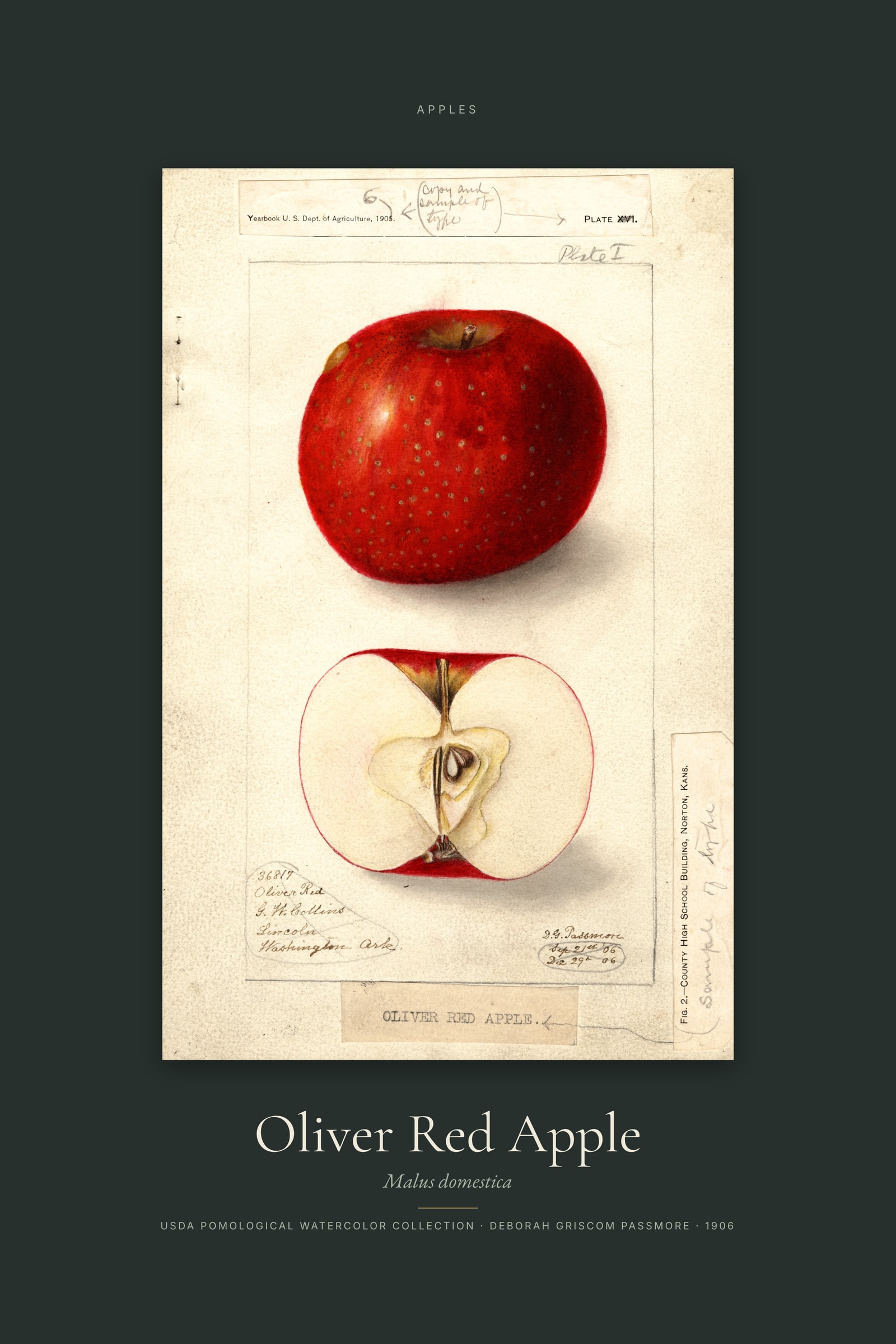 Oliver Red Apple — Specimen