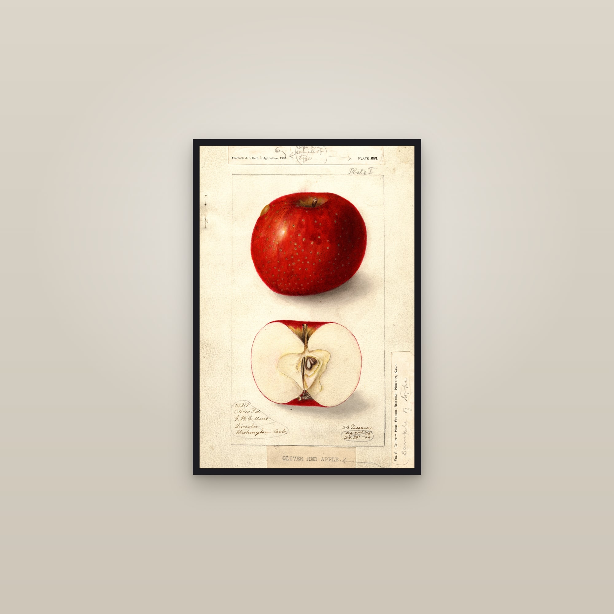 Oliver Red Apple — framed in a gallery setting