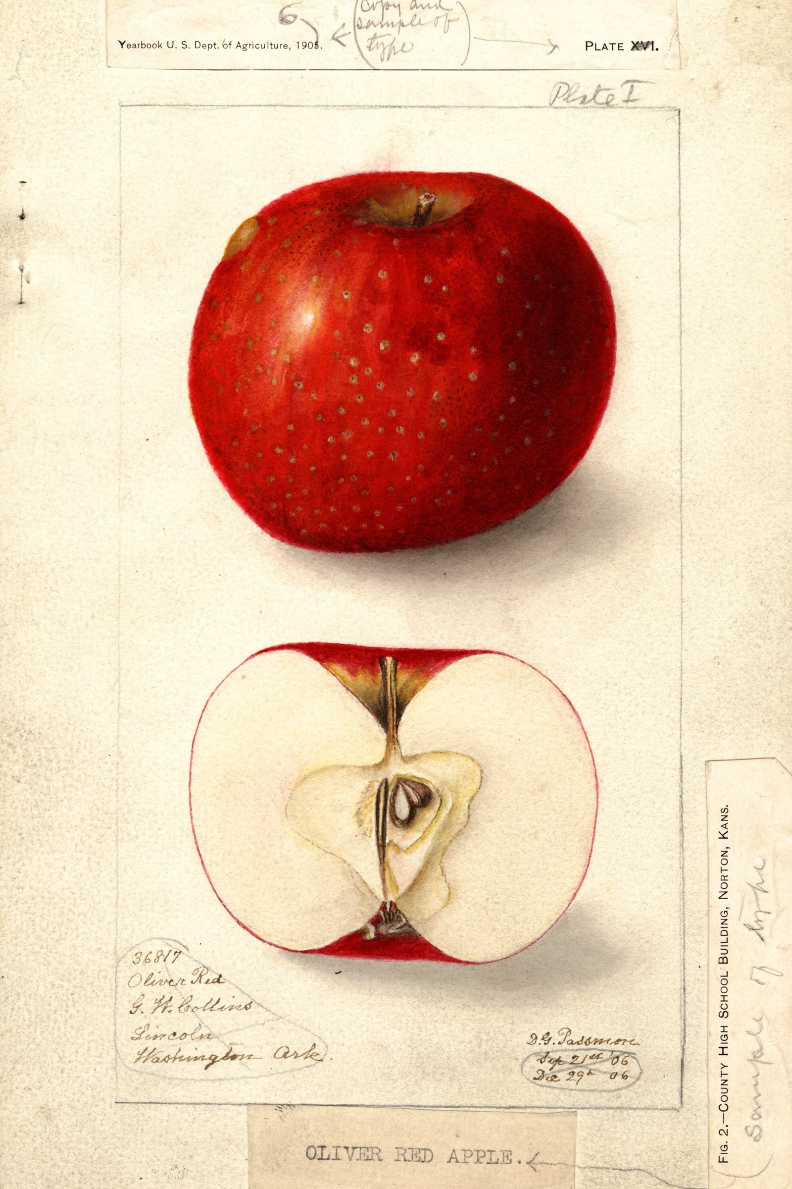 Oliver Red Apple