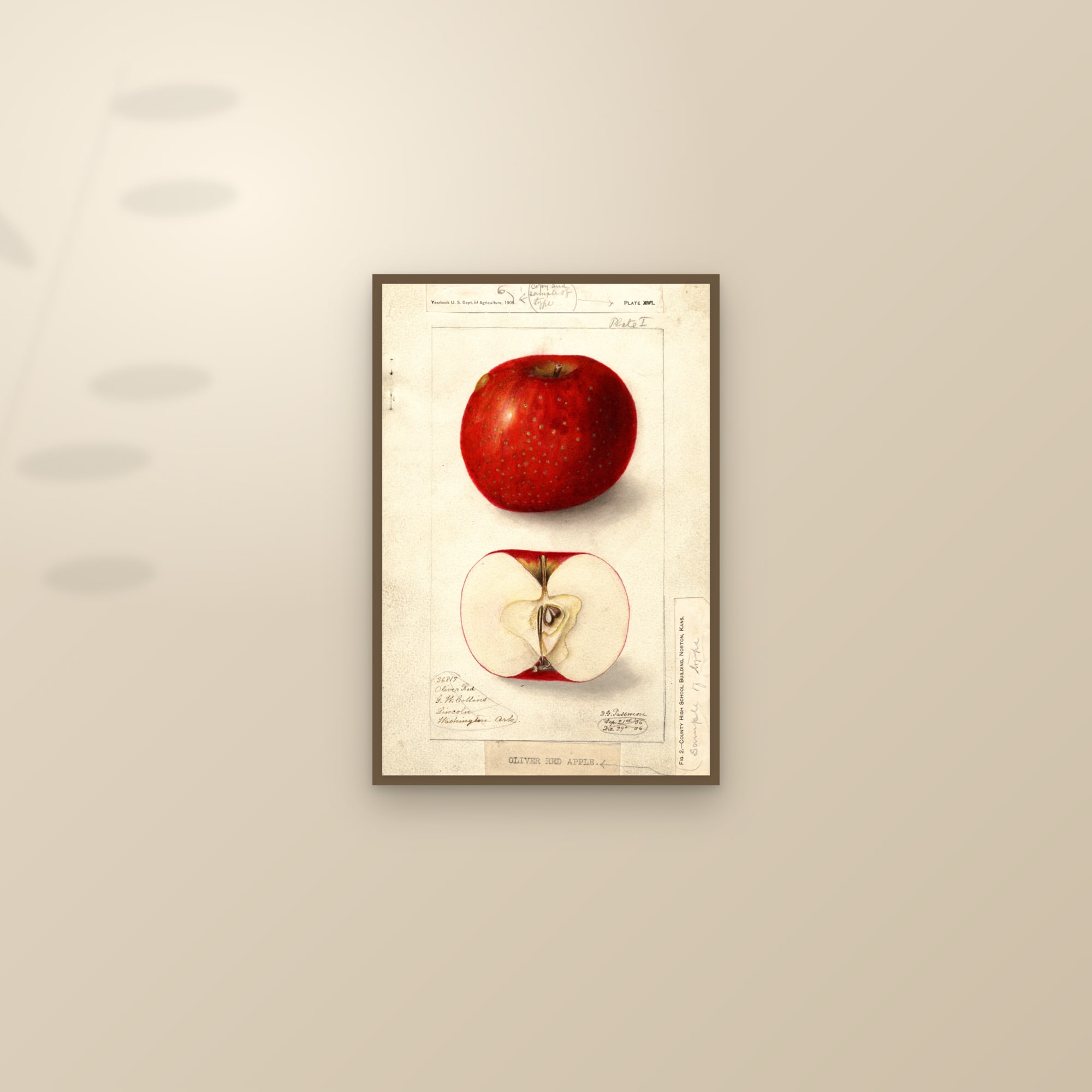Oliver Red Apple — framed and styled on a sunlit wall