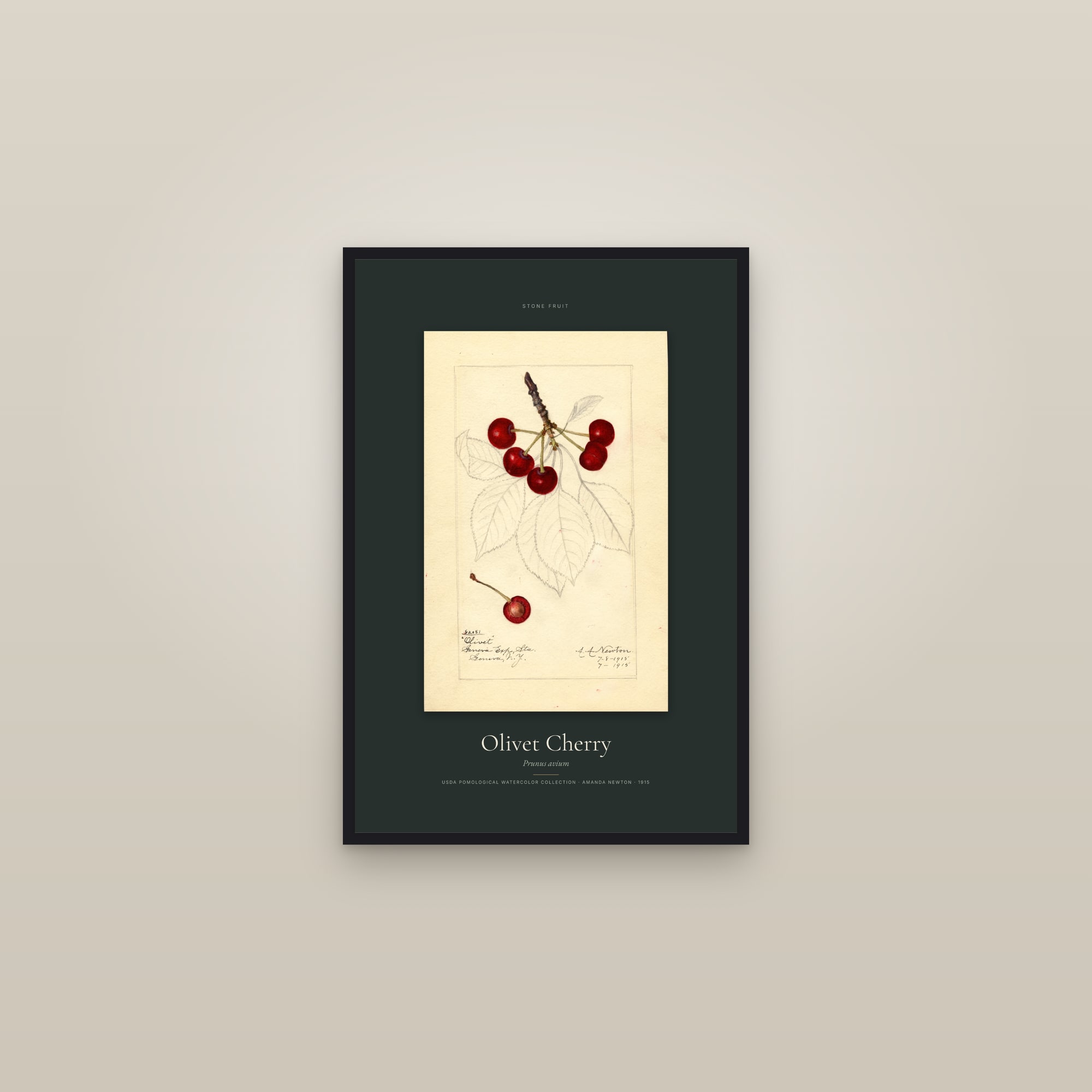 Olivet Cherry — Specimen — framed in a gallery setting