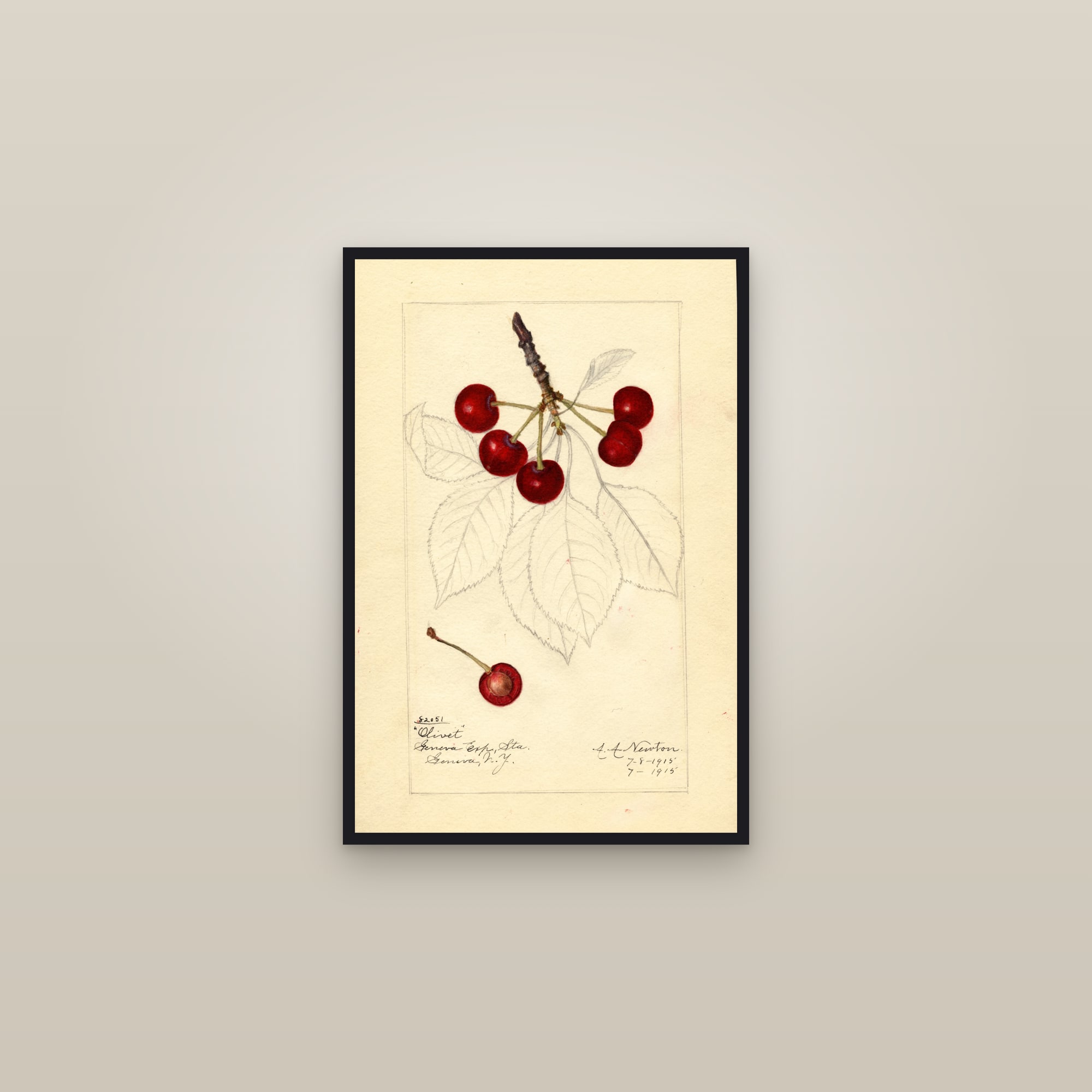 Olivet Cherry — framed in a gallery setting