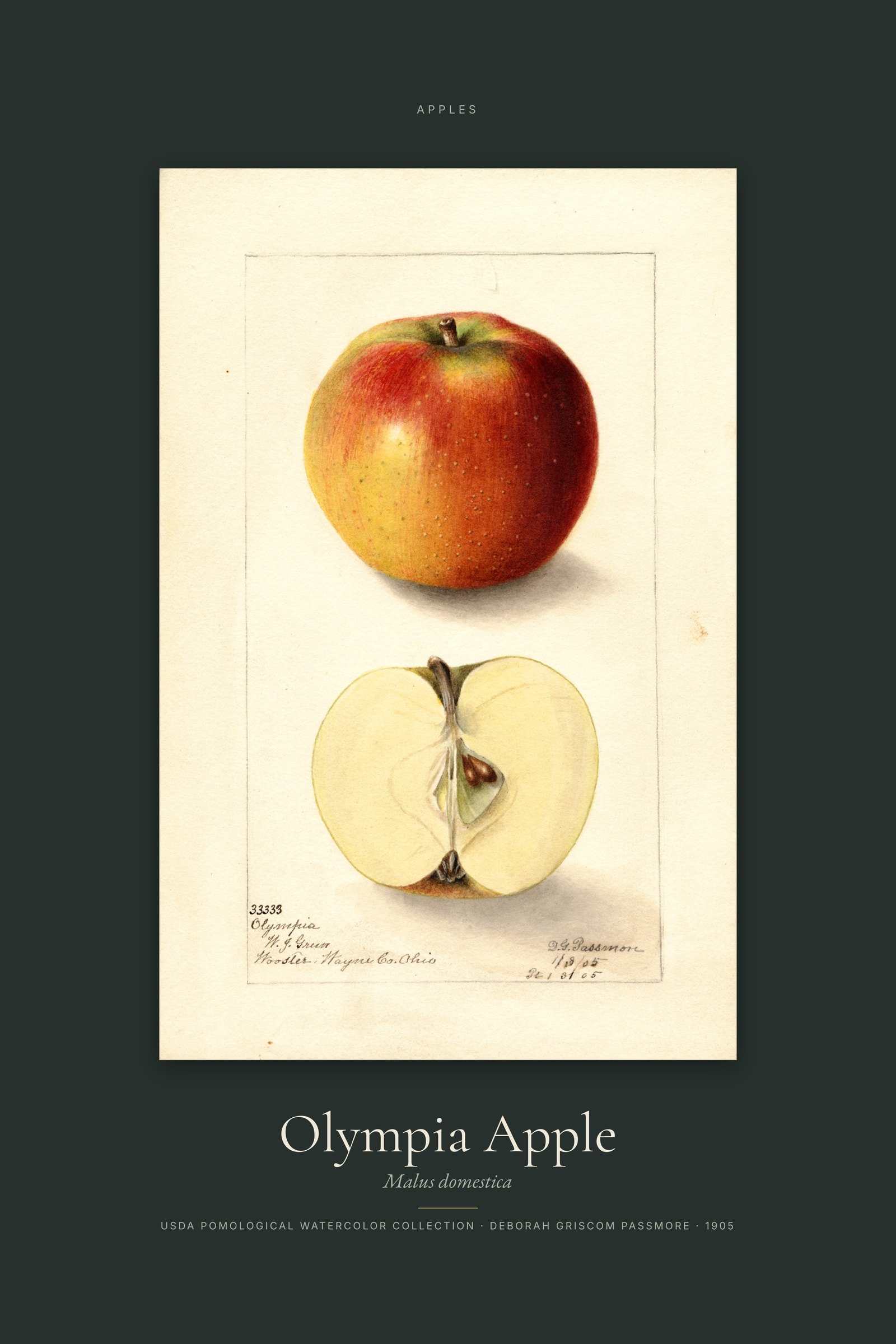 Olympia Apple — Specimen