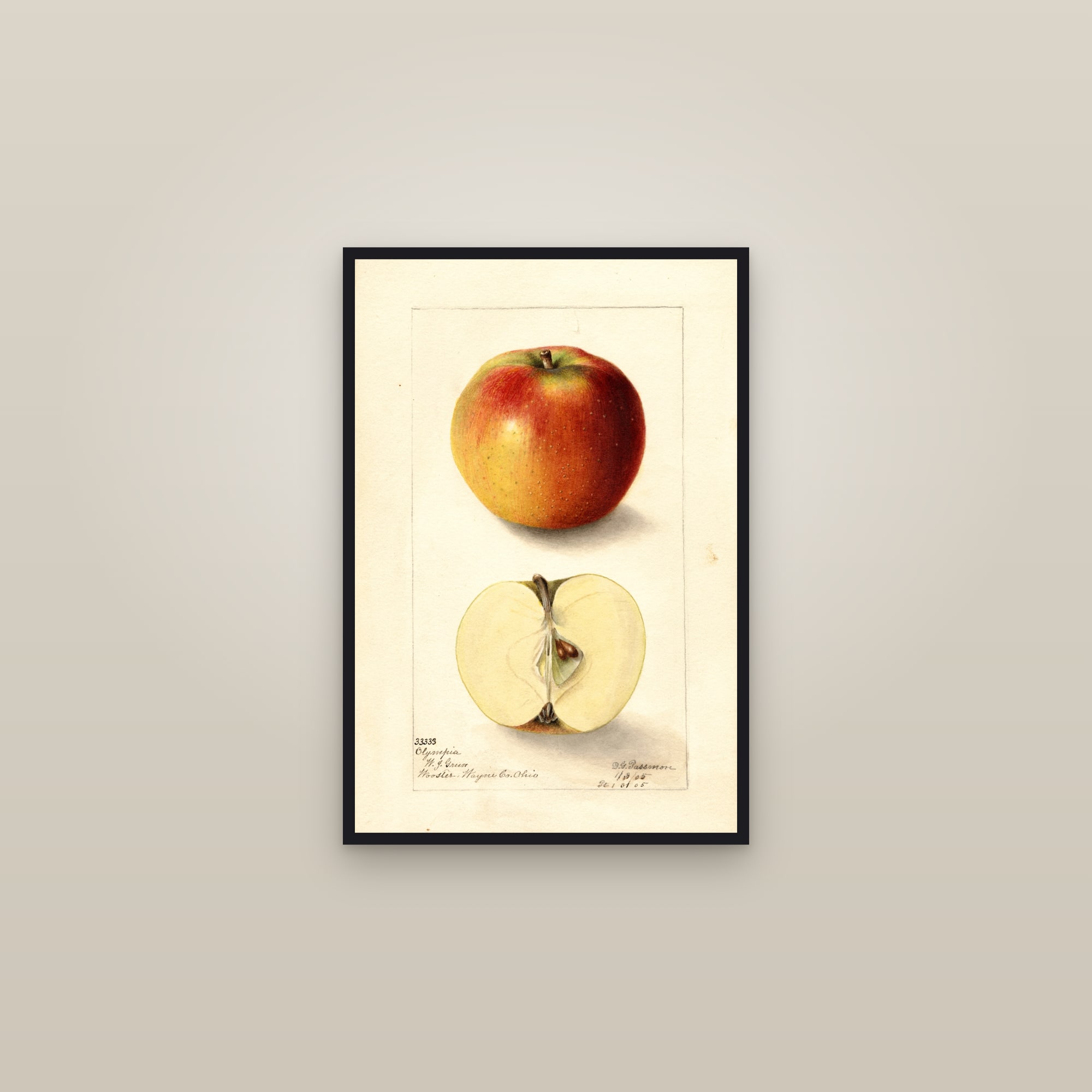Olympia Apple — framed in a gallery setting