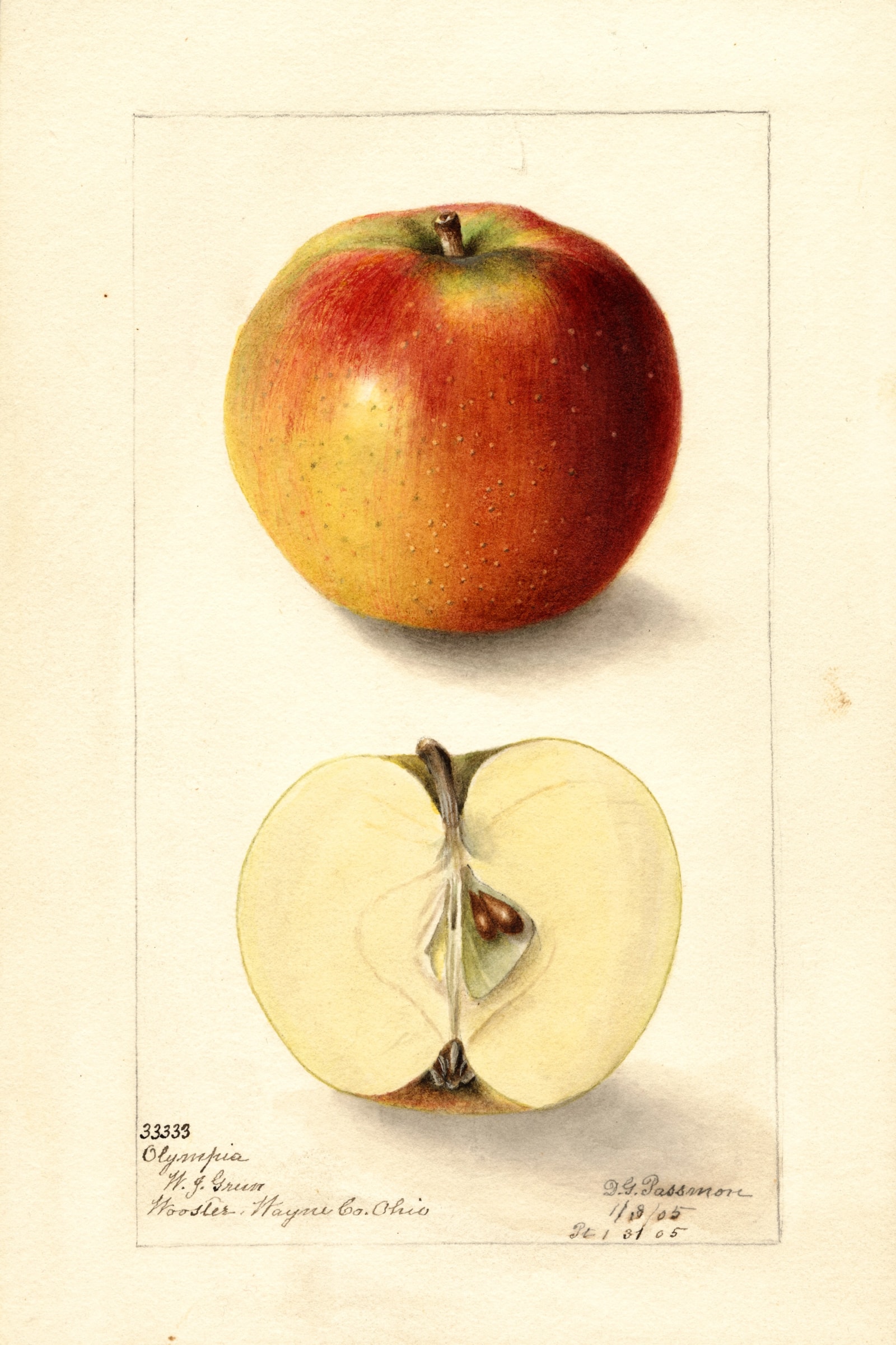Olympia Apple