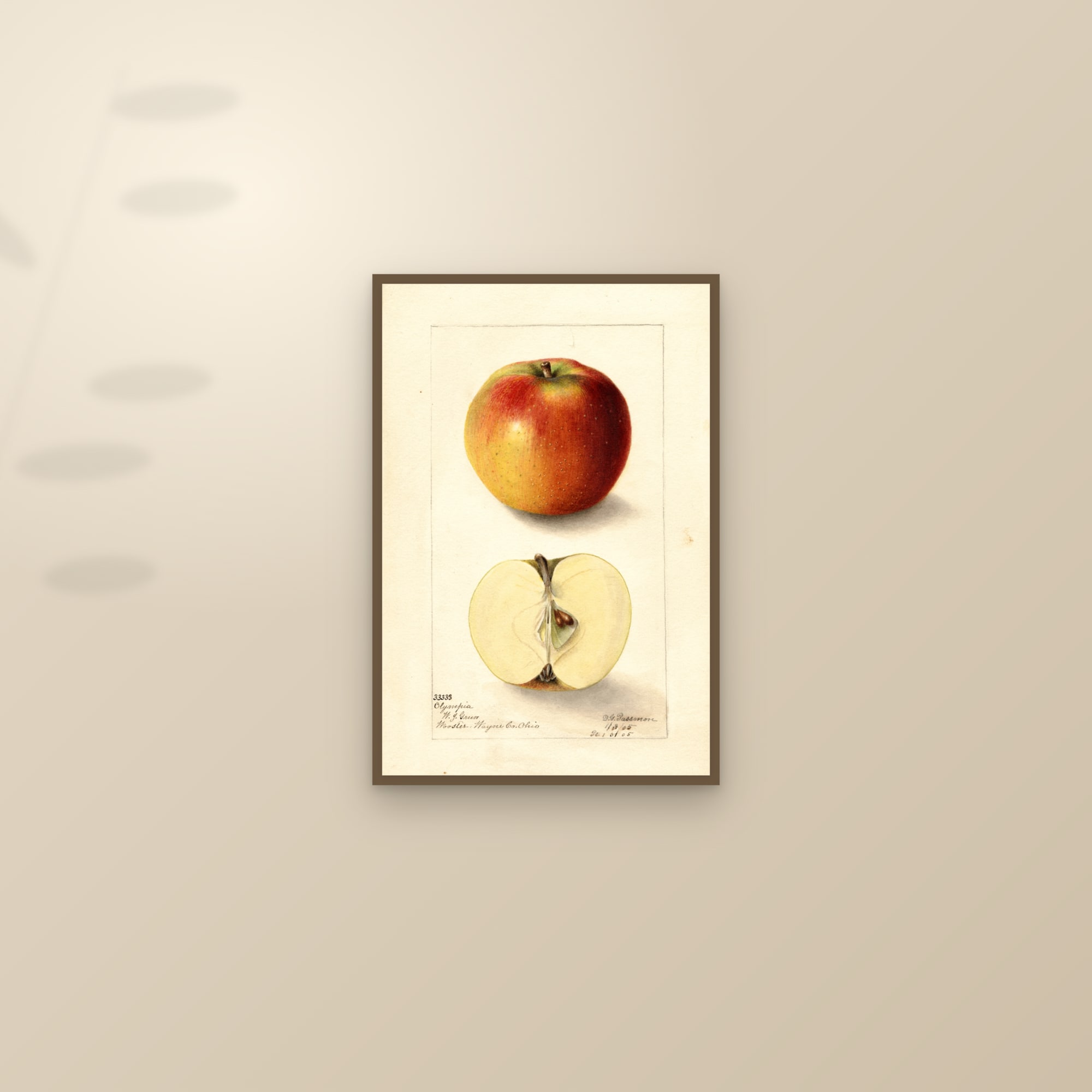 Olympia Apple — framed and styled on a sunlit wall