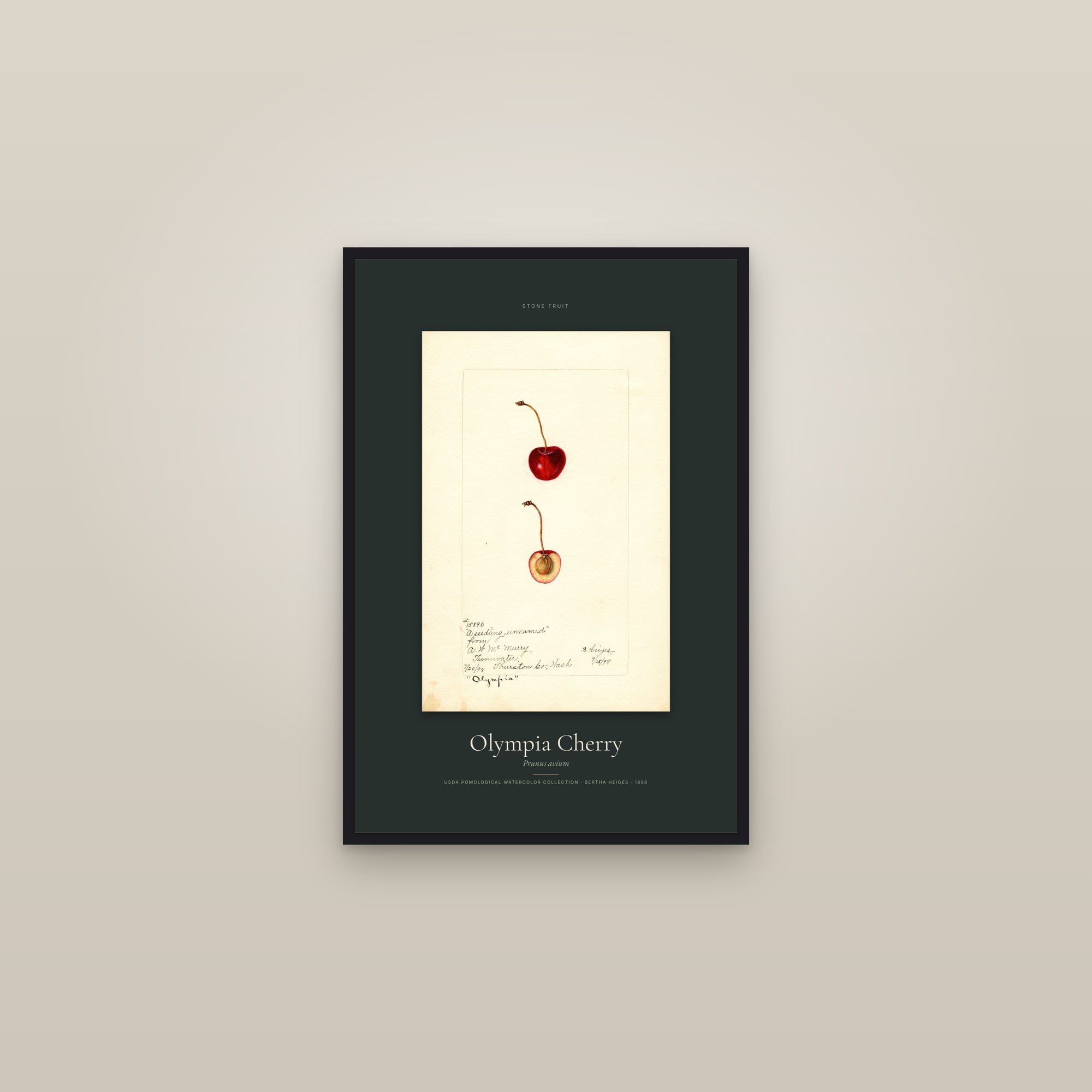 Olympia Cherry — Specimen — framed in a gallery setting
