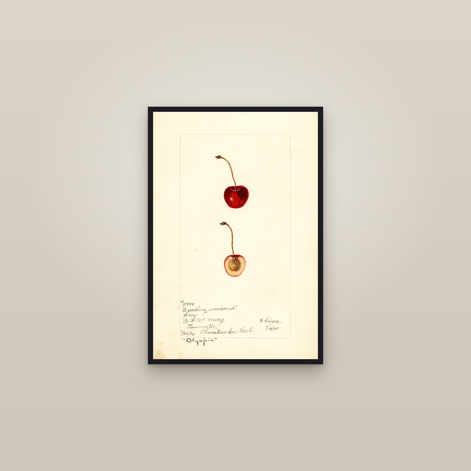 Olympia Cherry — framed in a gallery setting