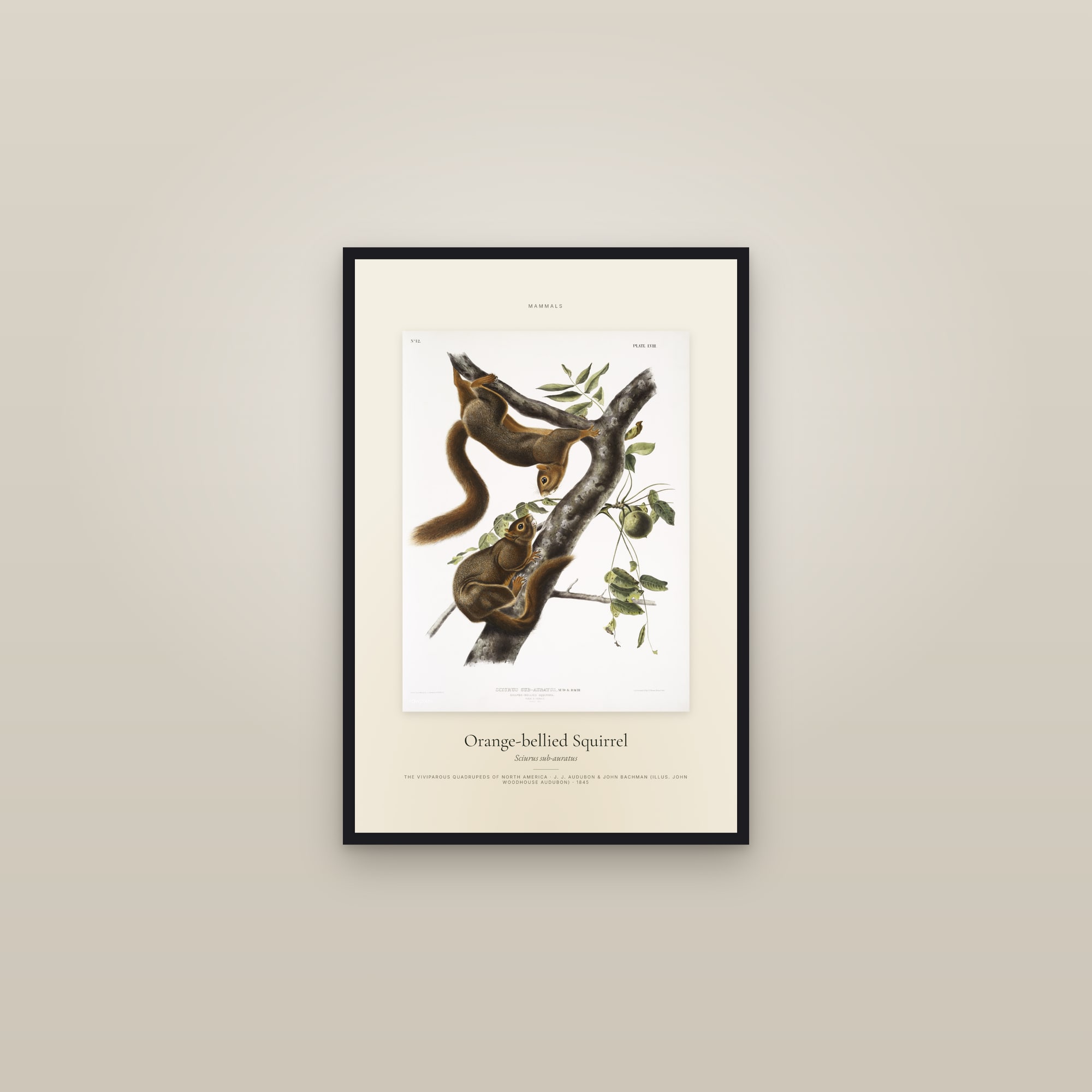 Orange-bellied Squirrel — Specimen — framed in a gallery setting