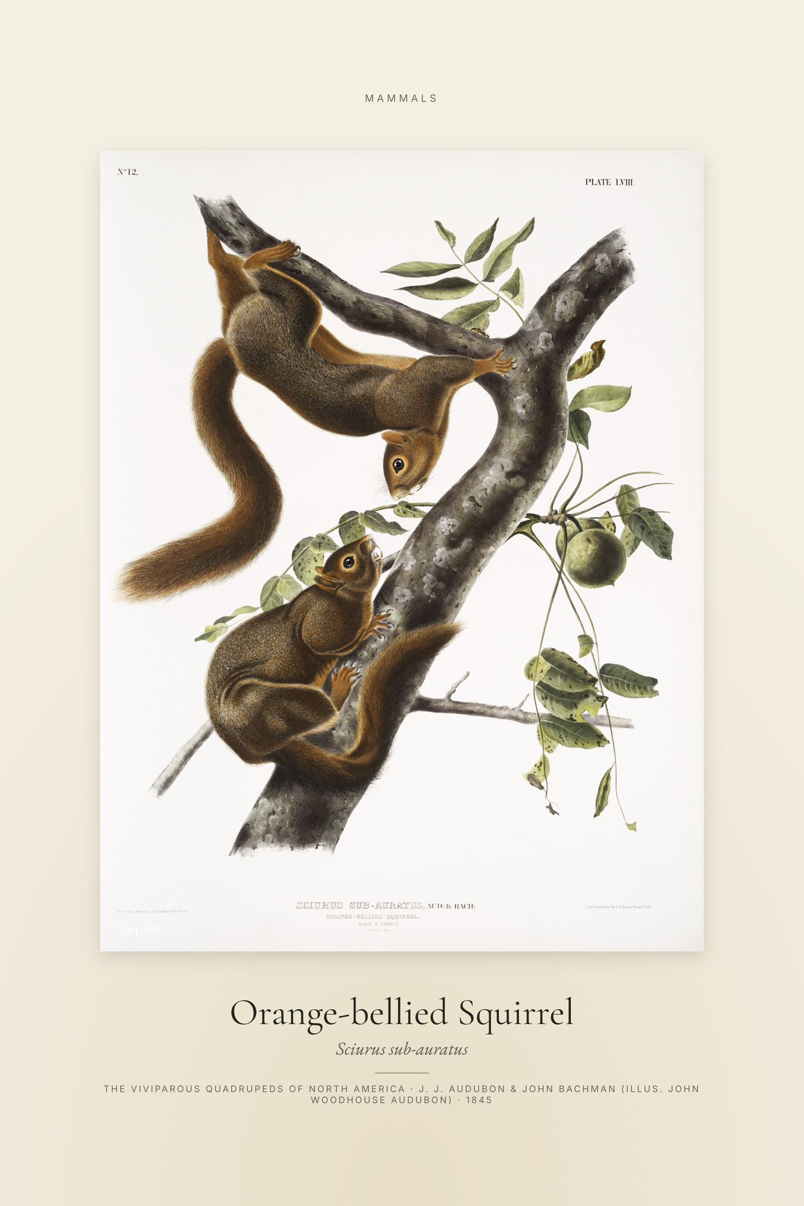 Orange-bellied Squirrel — Specimen