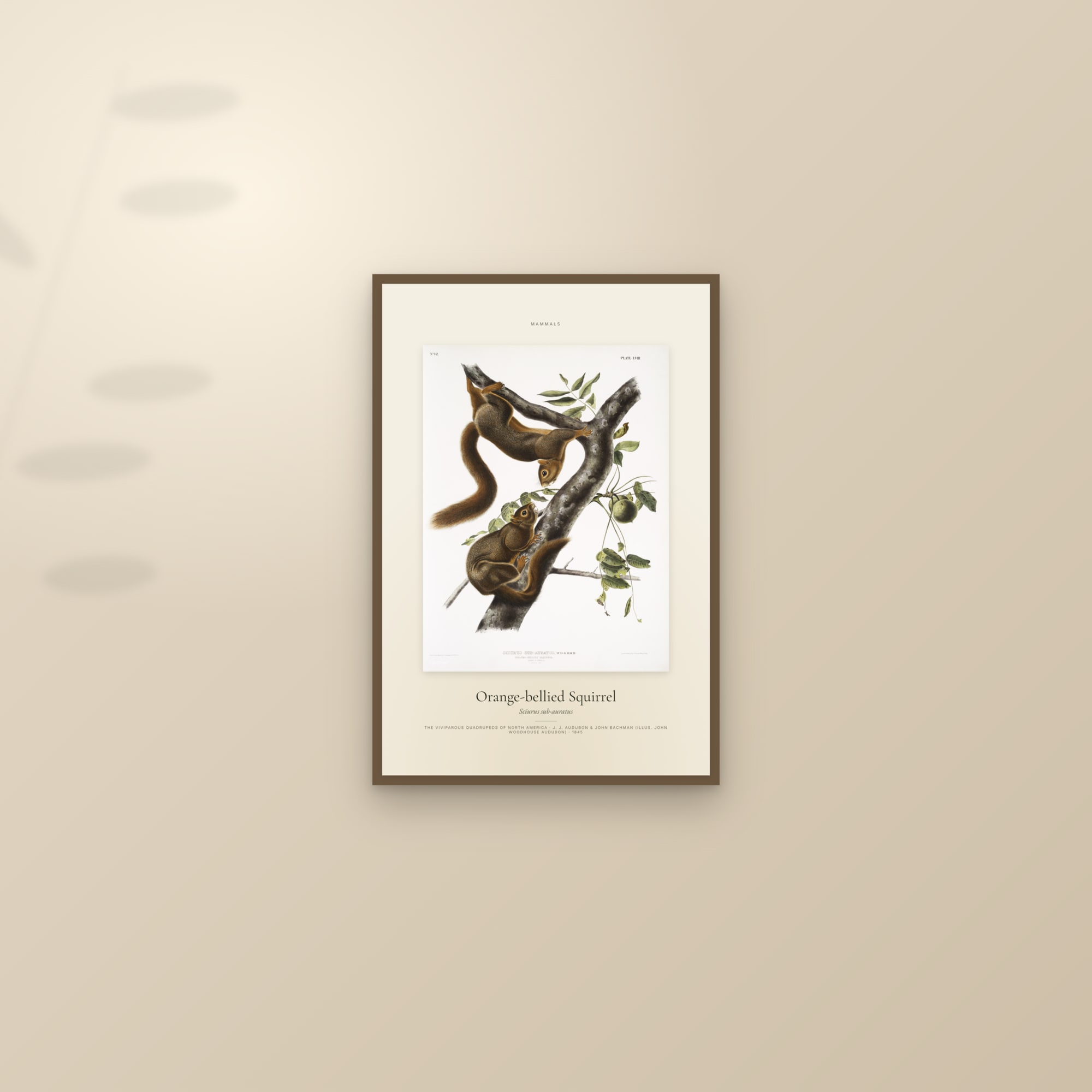 Orange-bellied Squirrel — Specimen — framed and styled on a sunlit wall