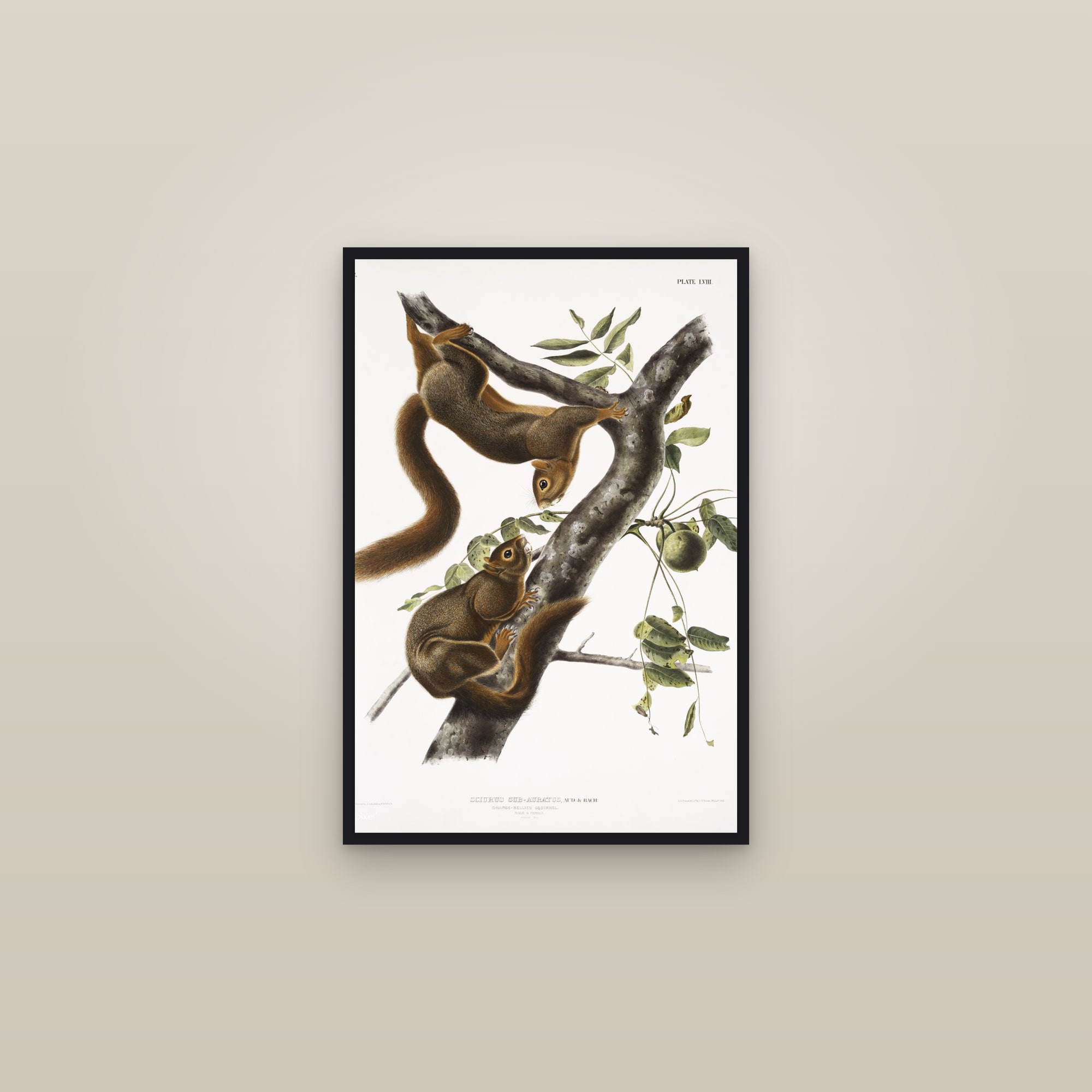 Orange-bellied Squirrel — framed in a gallery setting